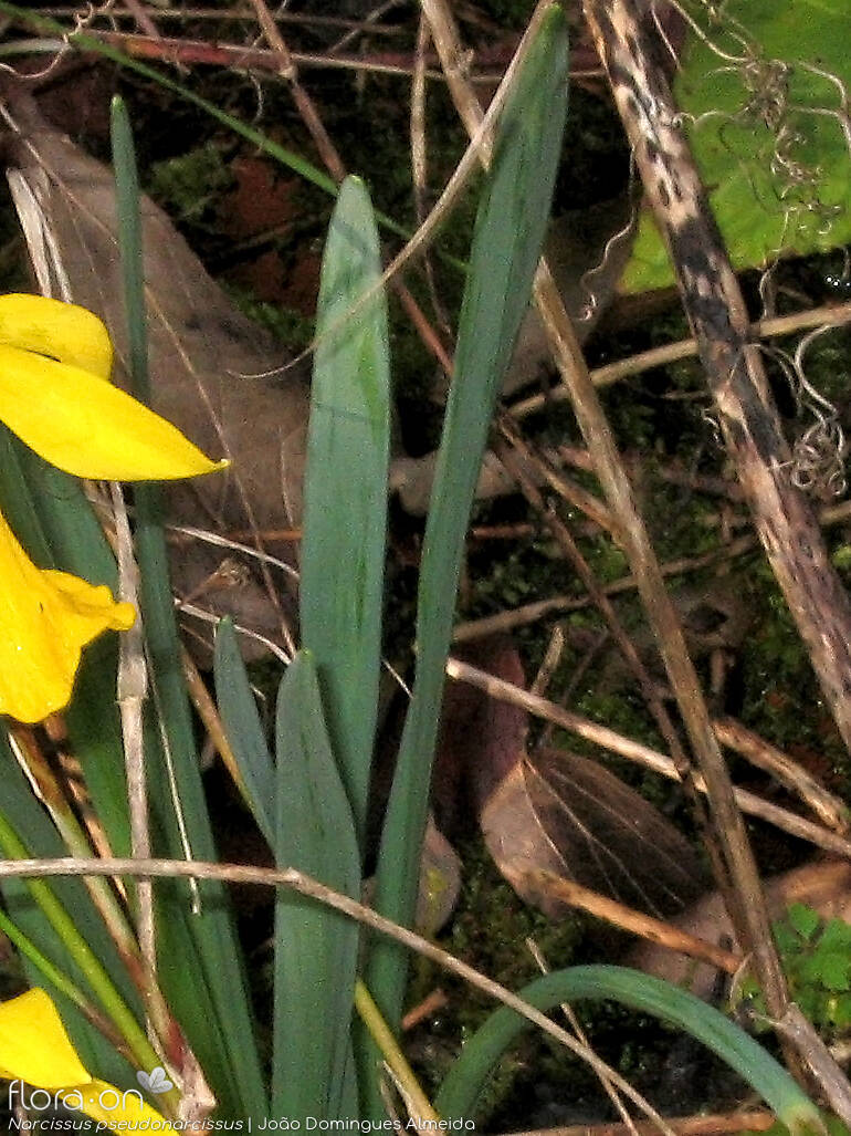 Narcissus pseudonarcissus - Folha | João Domingues Almeida; CC BY-NC 4.0