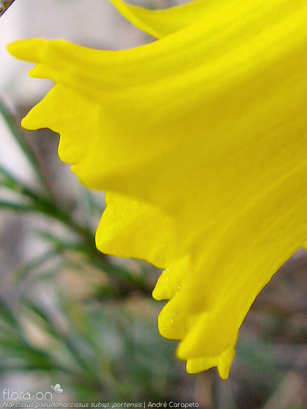Narcissus pseudonarcissus - Flor (close-up) | André Carapeto; CC BY-NC 4.0