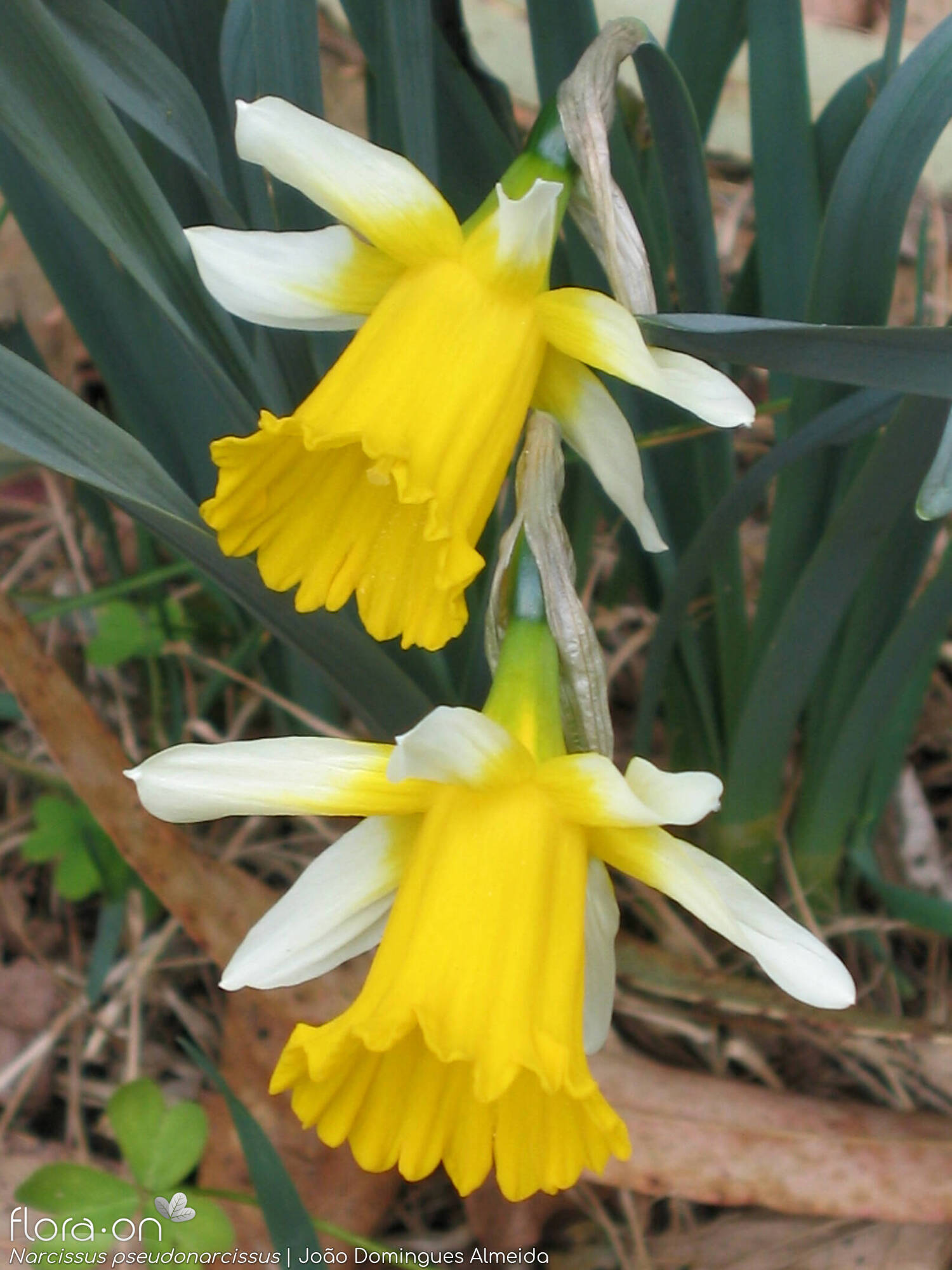 Narcissus pseudonarcissus - Flor (close-up) | João Domingues Almeida; CC BY-NC 4.0