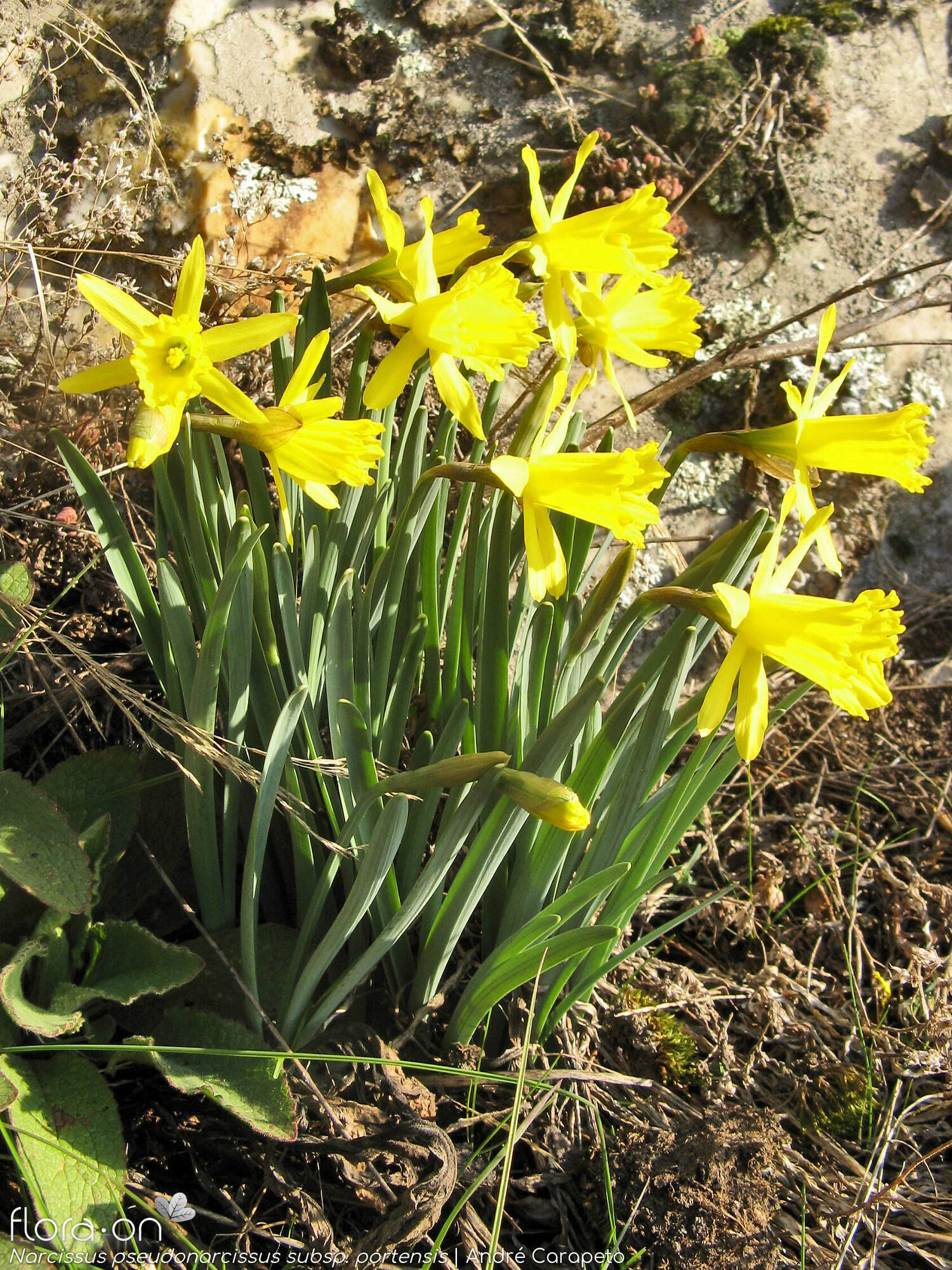 Narcissus pseudonarcissus - Hábito | André Carapeto; CC BY-NC 4.0