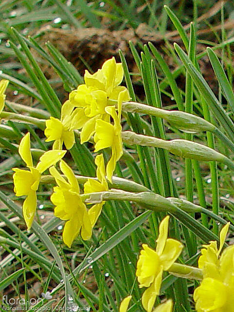 Narcissus rupicola - Flor (close-up) | Carlos Aguiar; CC BY-NC 4.0