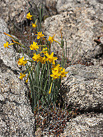 Narcissus scaberulus