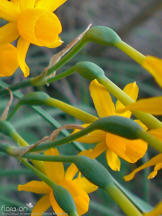 Narcissus scaberulus - Flor (geral) | Sónia Malveiro; CC BY-NC 4.0