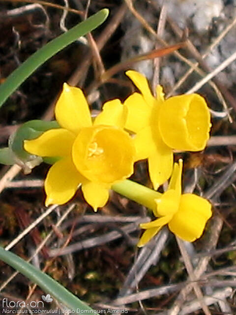 Narcissus scaberulus - Flor (close-up) | João Domingues Almeida; CC BY-NC 4.0