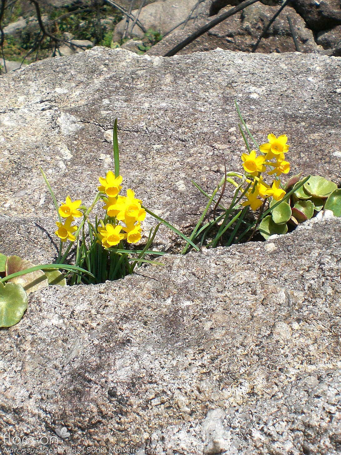 Narcissus scaberulus - Hábito | Sónia Malveiro; CC BY-NC 4.0