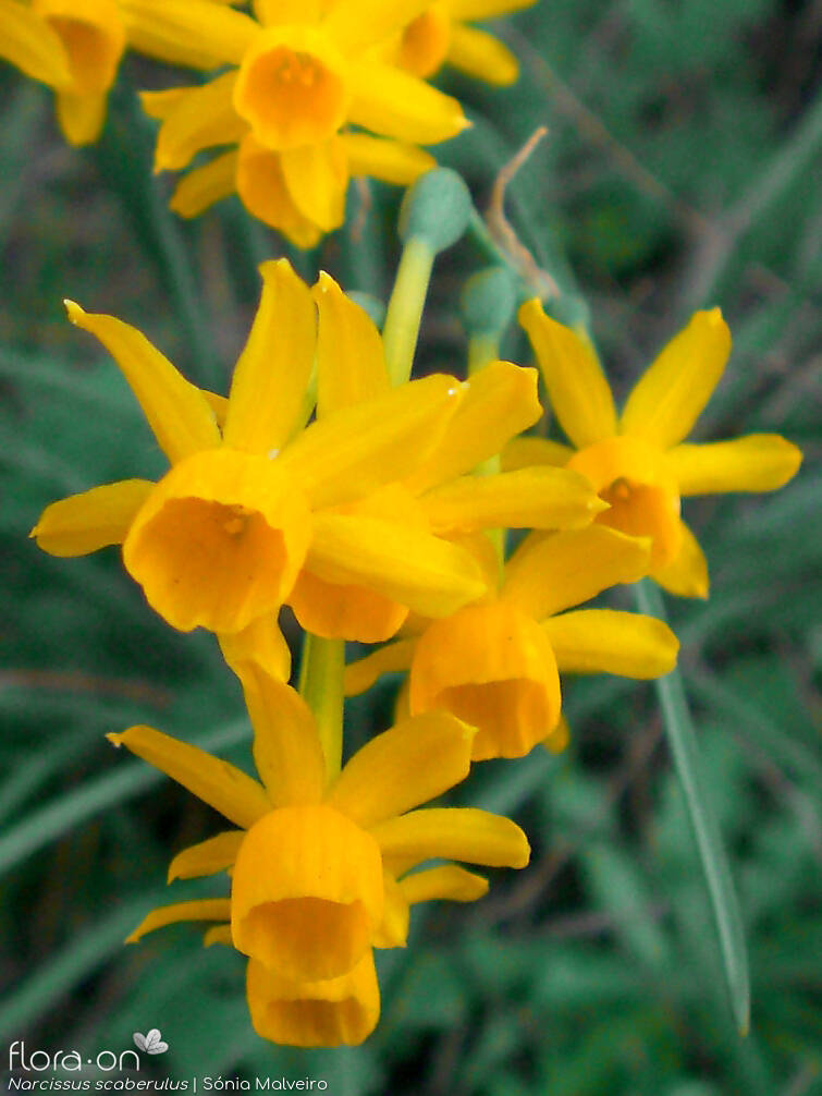 Narcissus scaberulus - Flor (close-up) | Sónia Malveiro; CC BY-NC 4.0