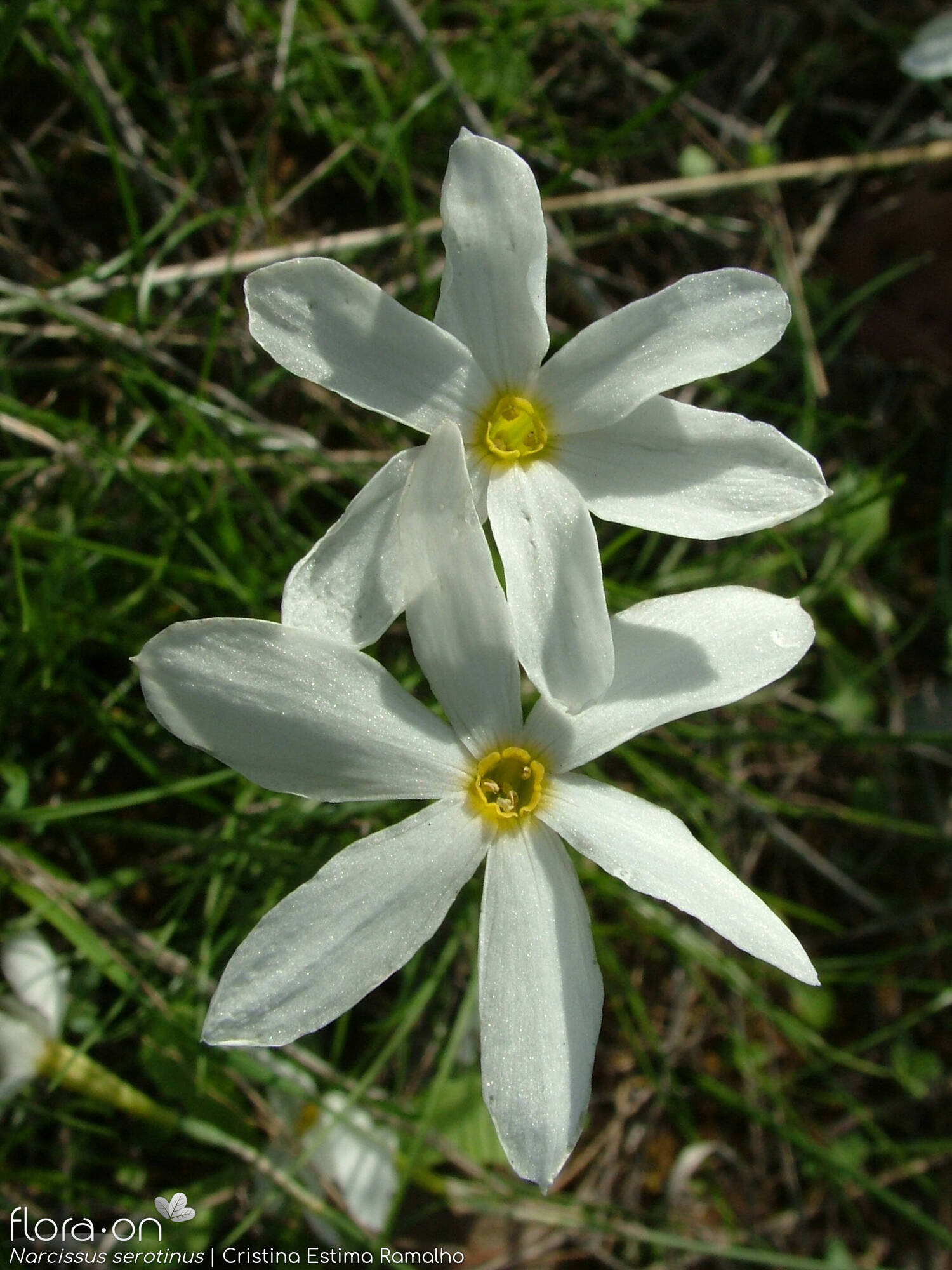 Narcissus serotinus - Flor (close-up) | Cristina Estima Ramalho; CC BY-NC 4.0