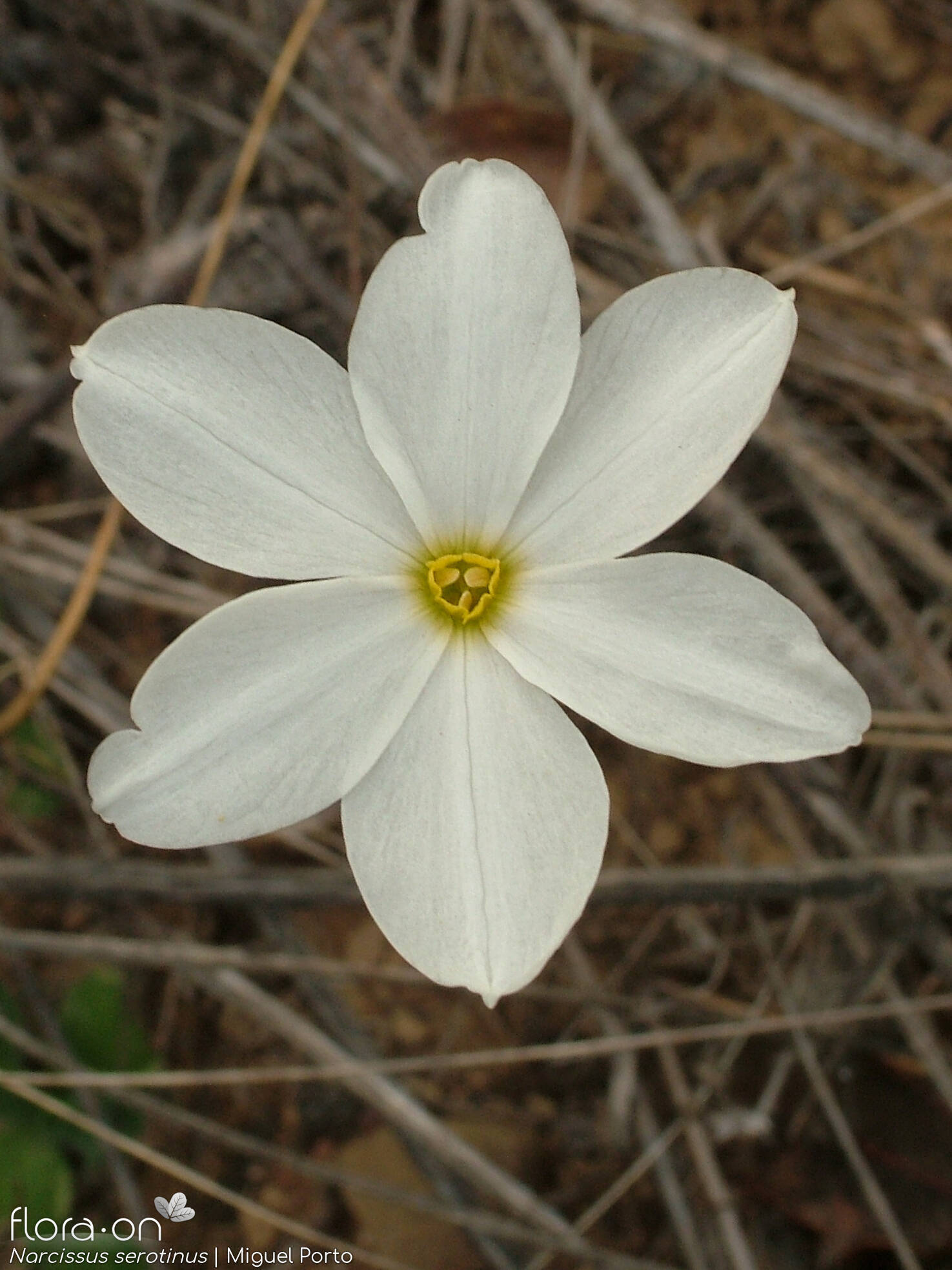 Narcissus serotinus - Flor (close-up) | Miguel Porto; CC BY-NC 4.0