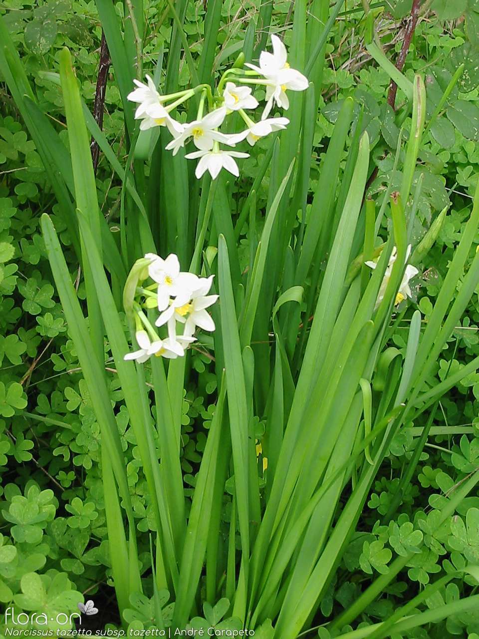 Narcissus tazetta tazetta - Hábito | André Carapeto; CC BY-NC 4.0