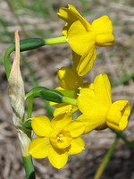 Narcissus willkommii