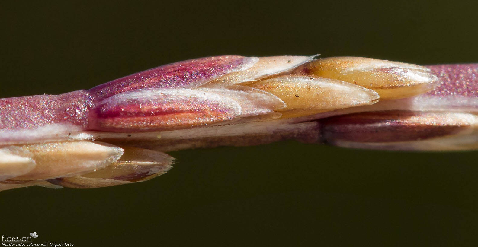 Narduroides salzmannii - Espigueta | Miguel Porto; CC BY-NC 4.0