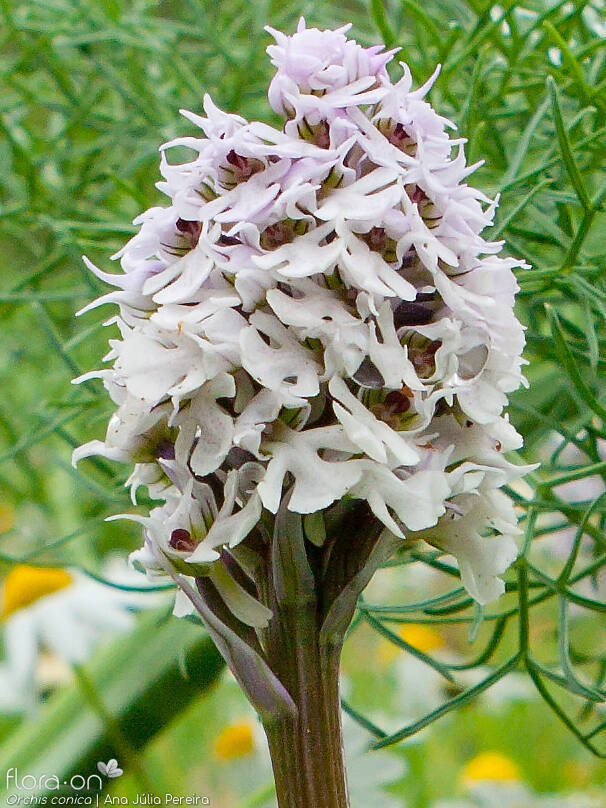 Neotinea lactea conica - Flor (geral) | Ana Júlia Pereira; CC BY-NC 4.0