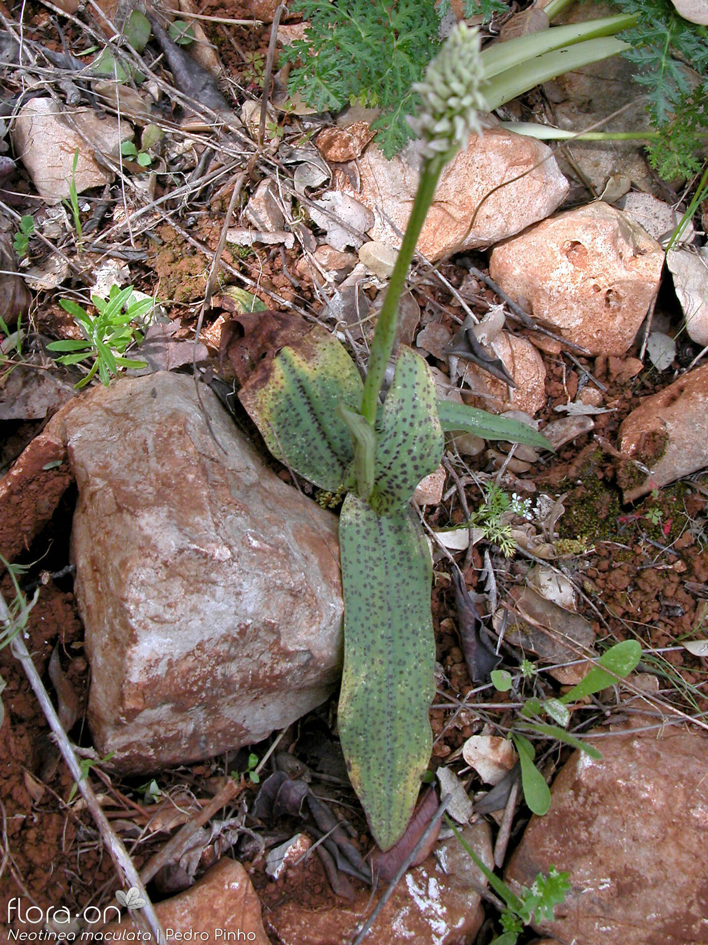 Neotinea maculata - Hábito | Pedro Pinho; CC BY-NC 4.0