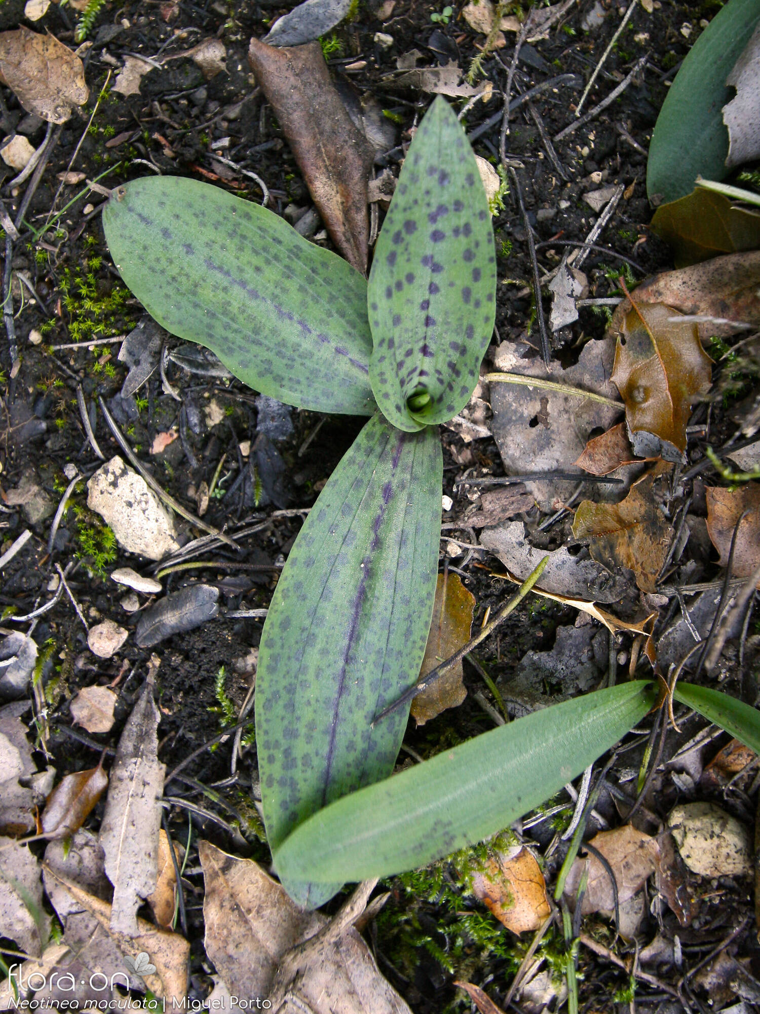 Neotinea maculata - Folha (geral) | Miguel Porto; CC BY-NC 4.0