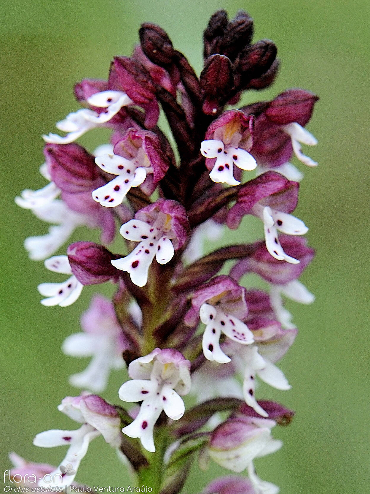 Neotinea ustulata
