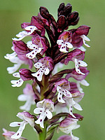 Neotinea ustulata