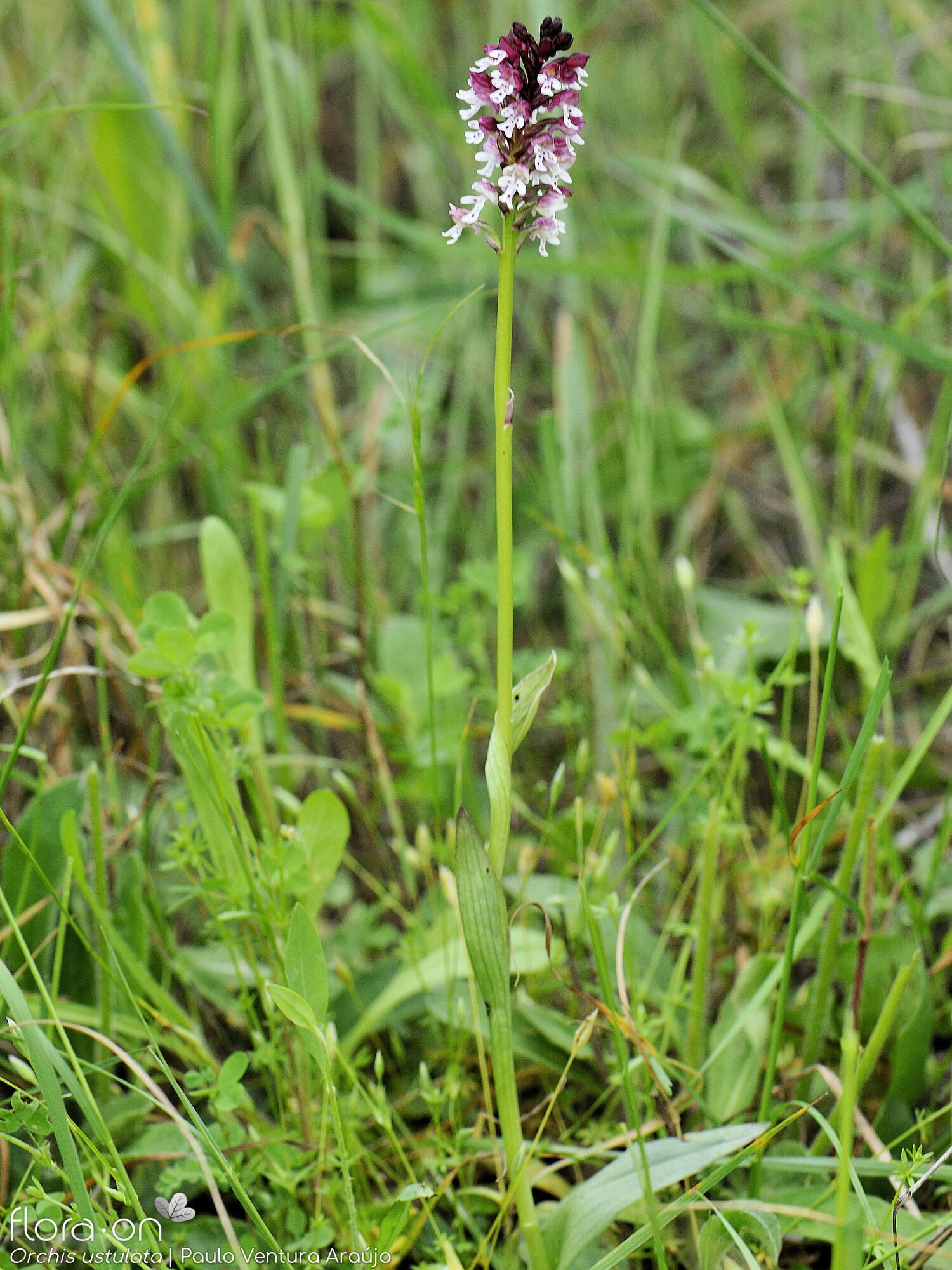 Neotinea ustulata - Hábito | Paulo Ventura Araújo; CC BY-NC 4.0