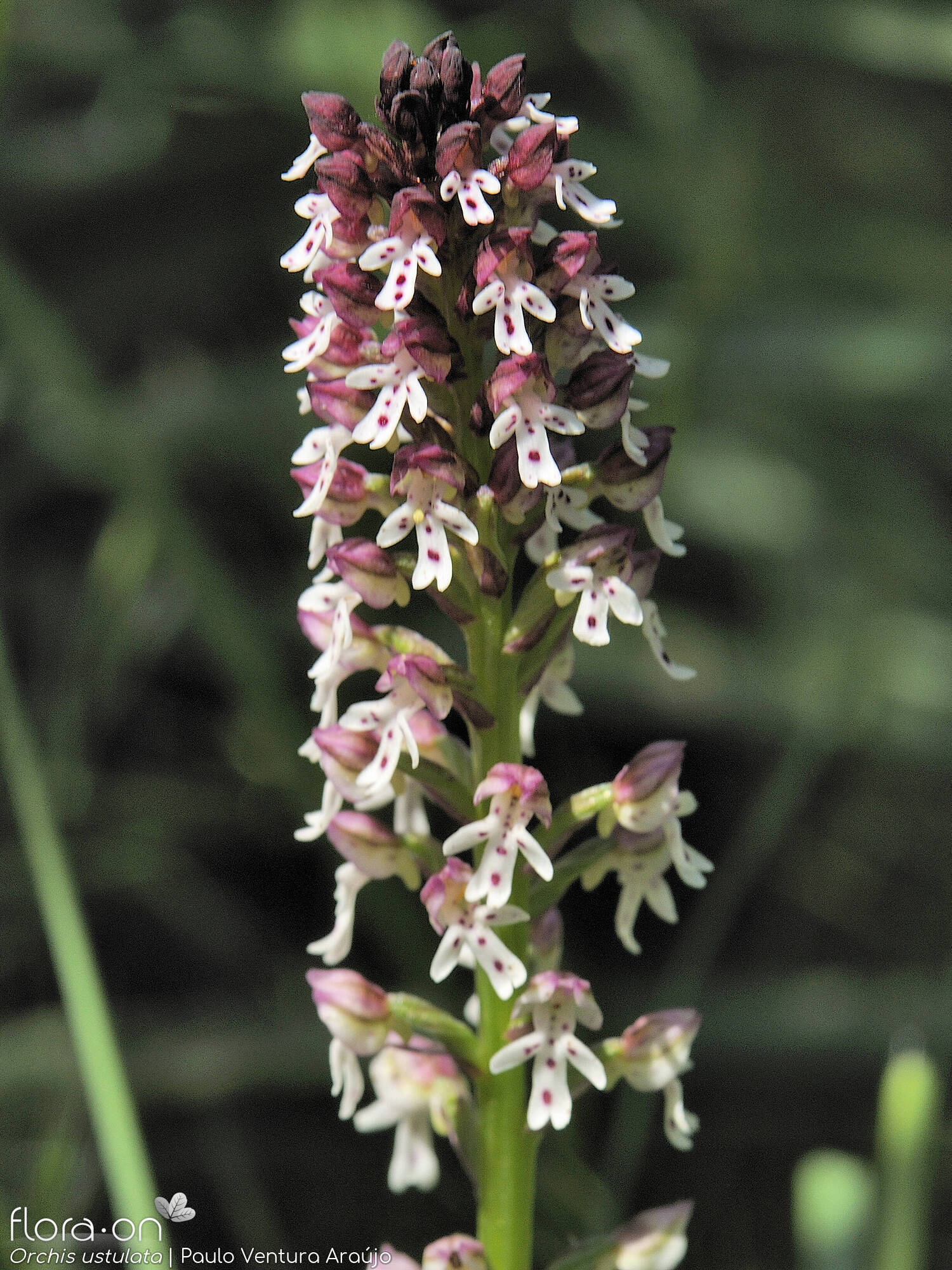 Neotinea ustulata - Flor (geral) | Paulo Ventura Araújo; CC BY-NC 4.0