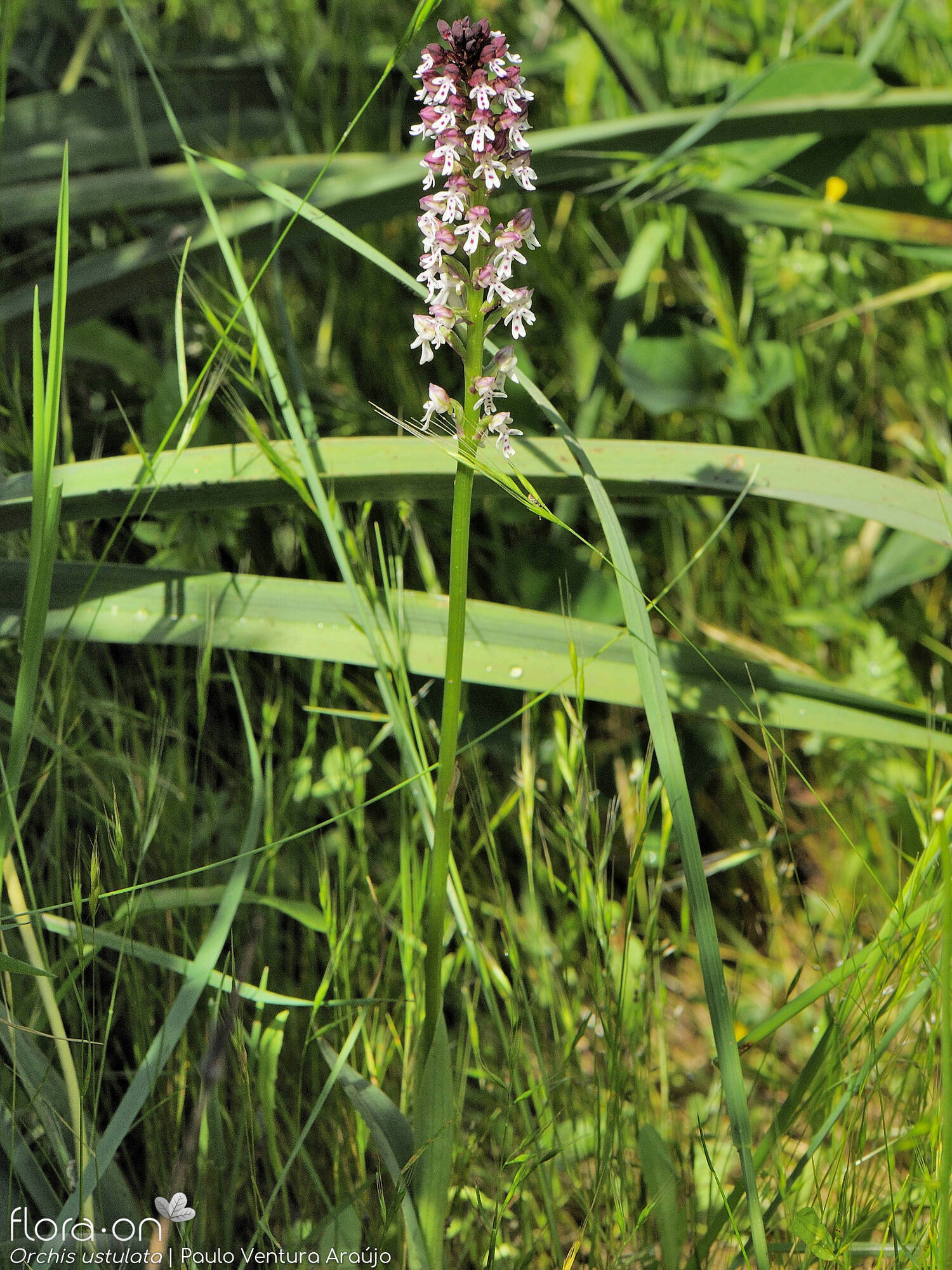 Neotinea ustulata - Hábito | Paulo Ventura Araújo; CC BY-NC 4.0