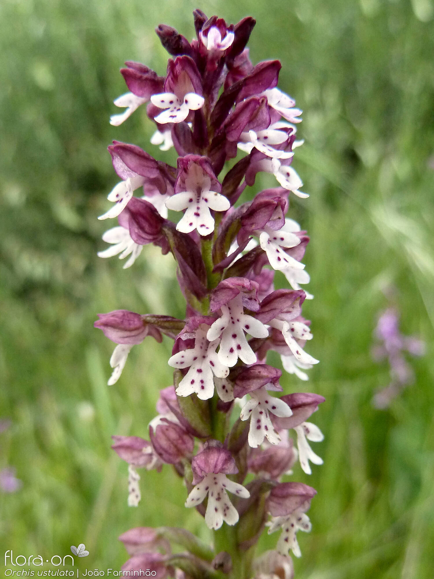 Neotinea ustulata - Flor (geral) | João Farminhão; CC BY-NC 4.0