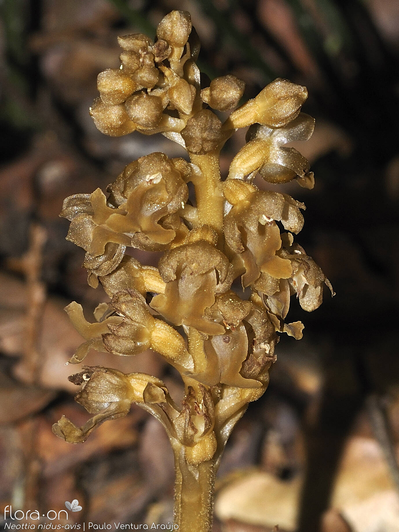 Neottia nidus-avis - Flor (geral) | Paulo Ventura Araújo; CC BY-NC 4.0