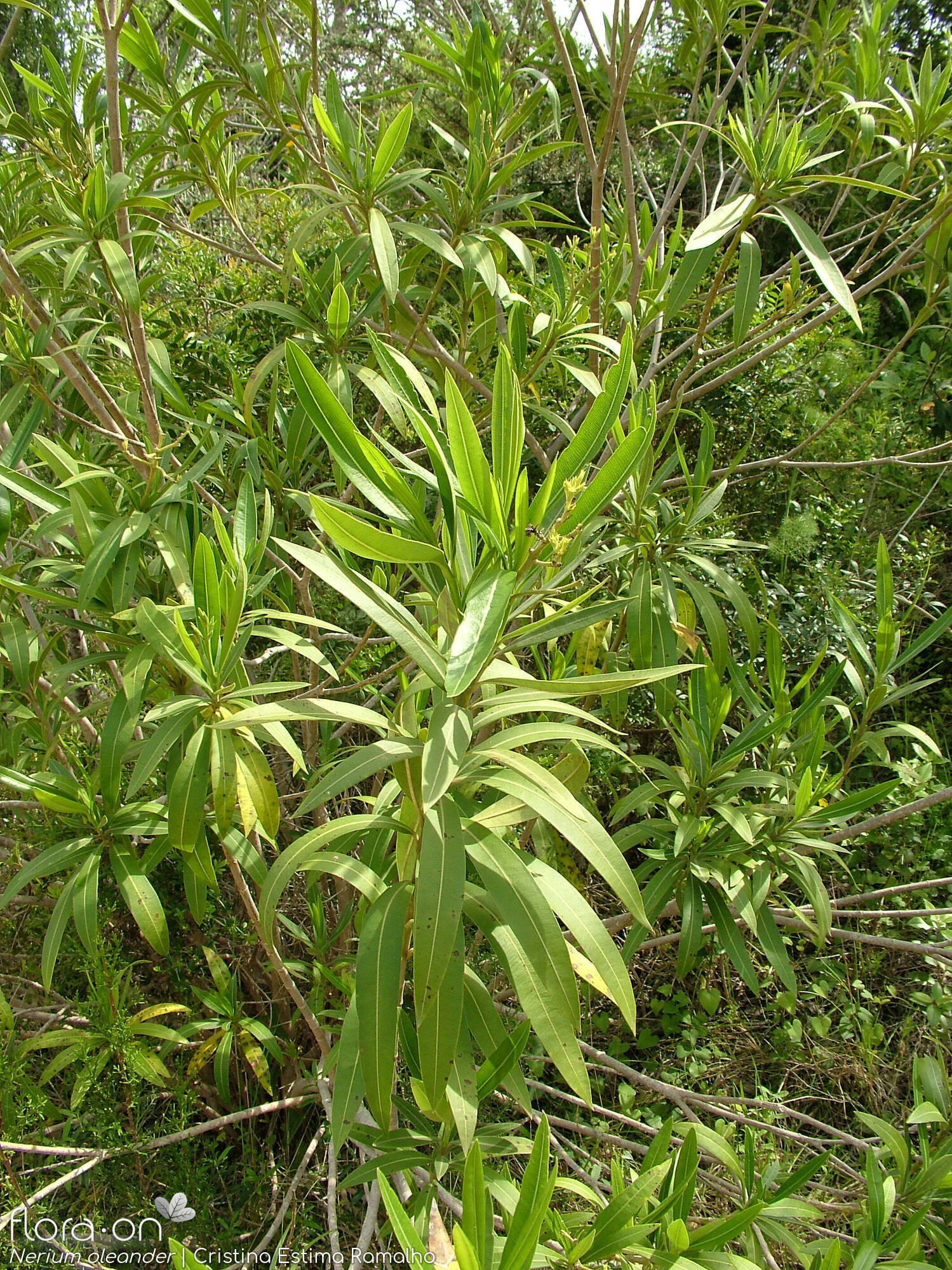 Nerium oleander - Hábito | Cristina Estima Ramalho; CC BY-NC 4.0