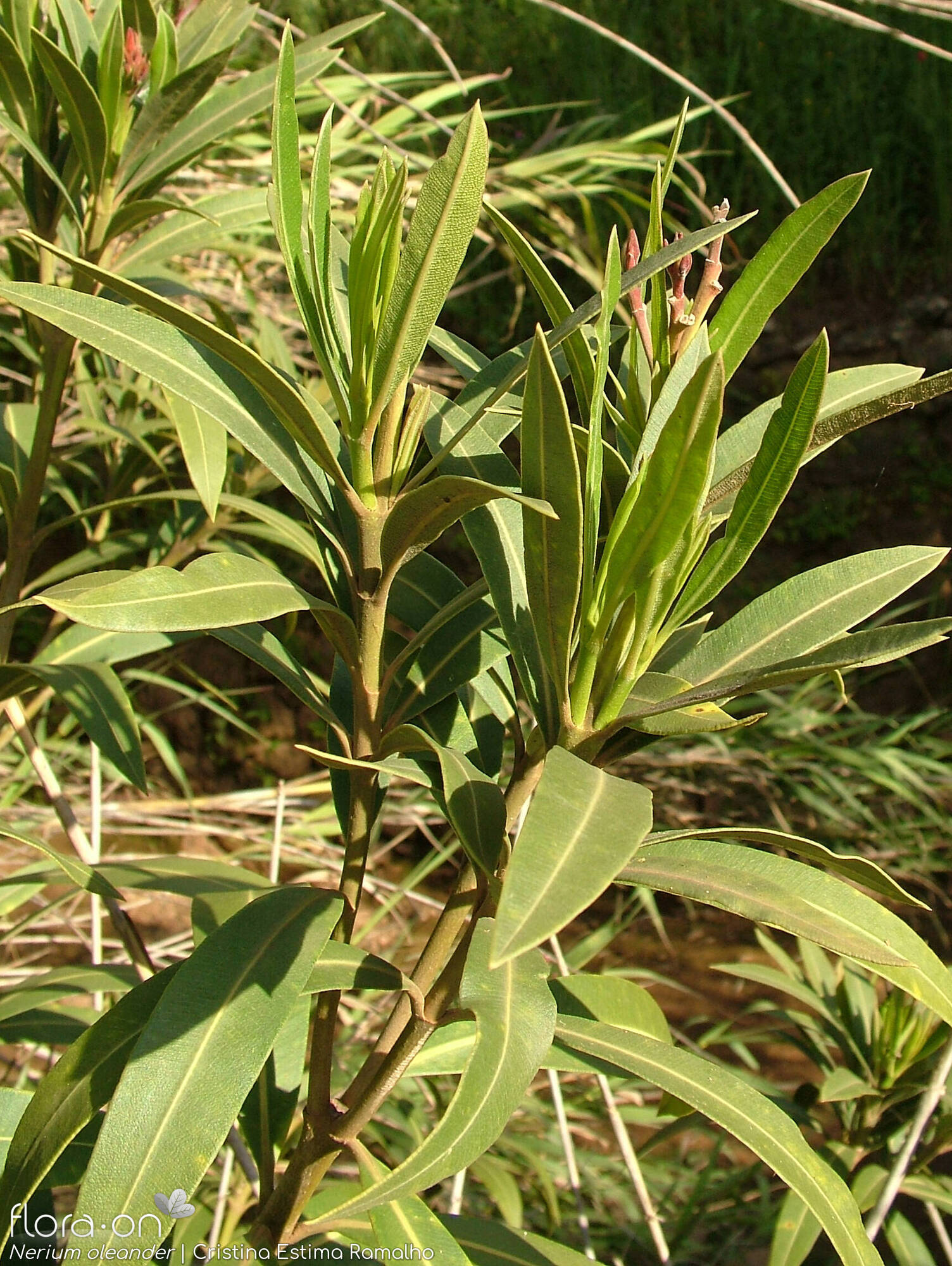 Nerium oleander - Ramo | Cristina Estima Ramalho; CC BY-NC 4.0