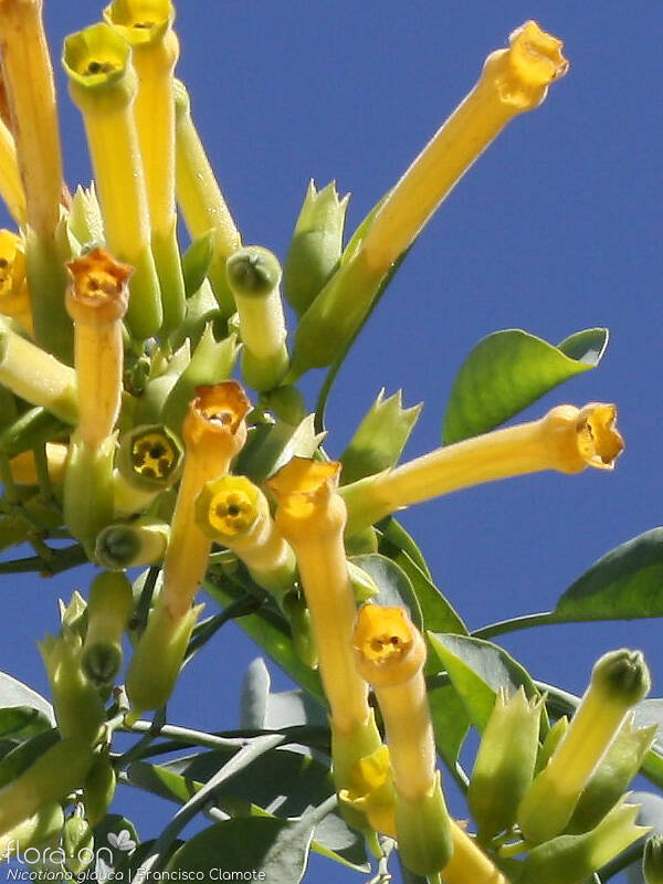 Nicotiana glauca - Flor (geral) | Francisco Clamote; CC BY-NC 4.0