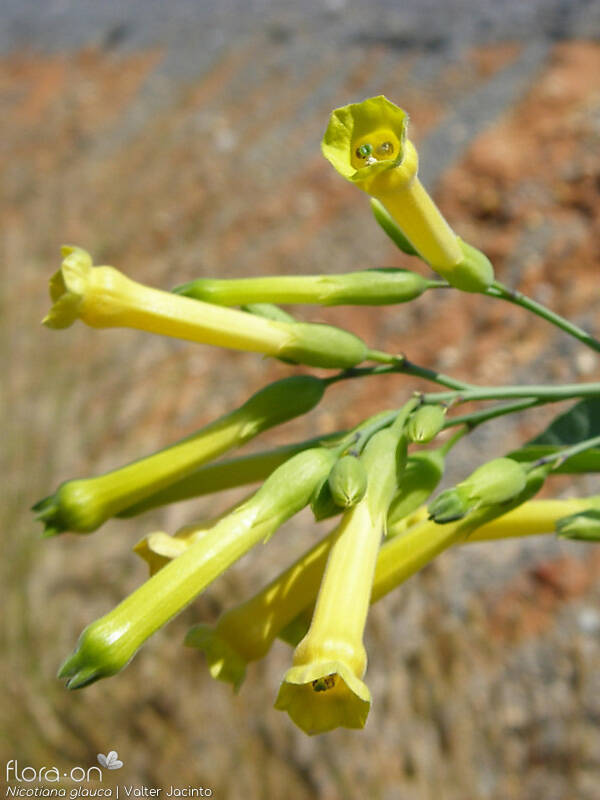 Nicotiana glauca - Flor (close-up) | Valter Jacinto; CC BY-NC 4.0