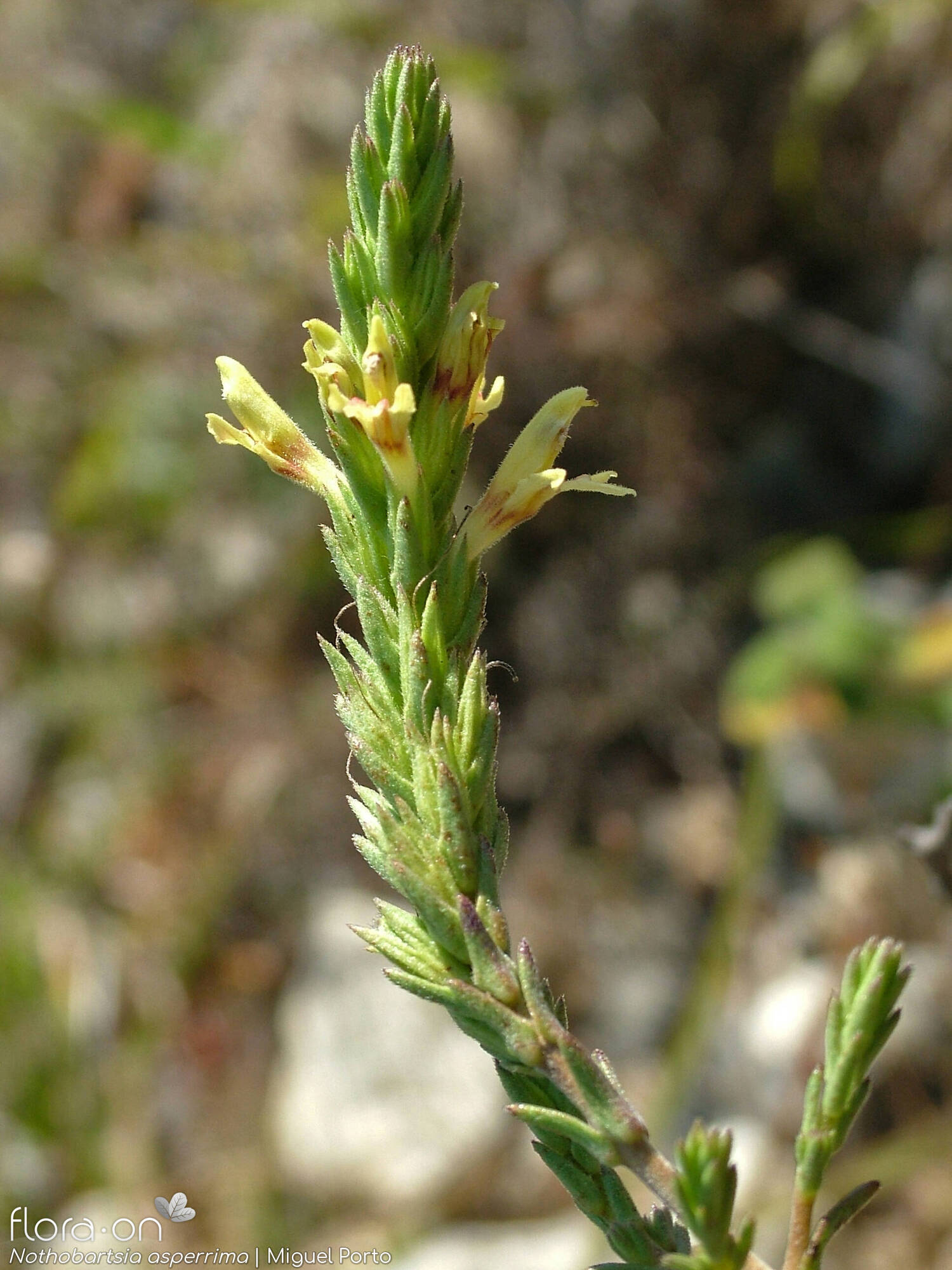 Nothobartsia asperrima - Flor (geral) | Miguel Porto; CC BY-NC 4.0