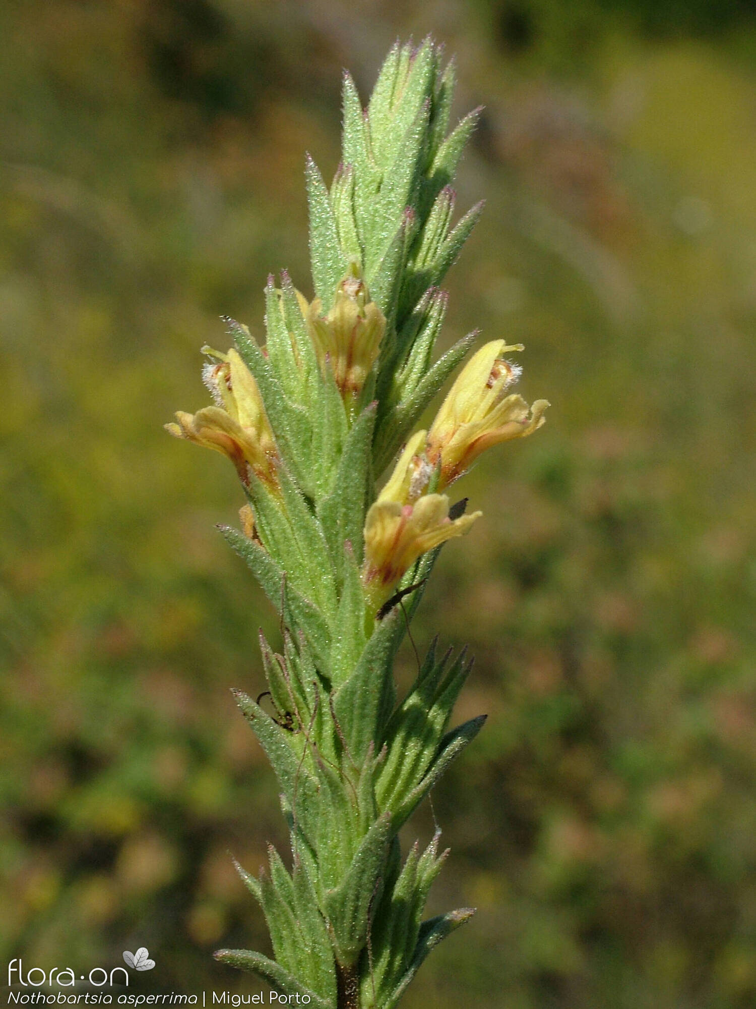Nothobartsia asperrima - Flor (geral) | Miguel Porto; CC BY-NC 4.0