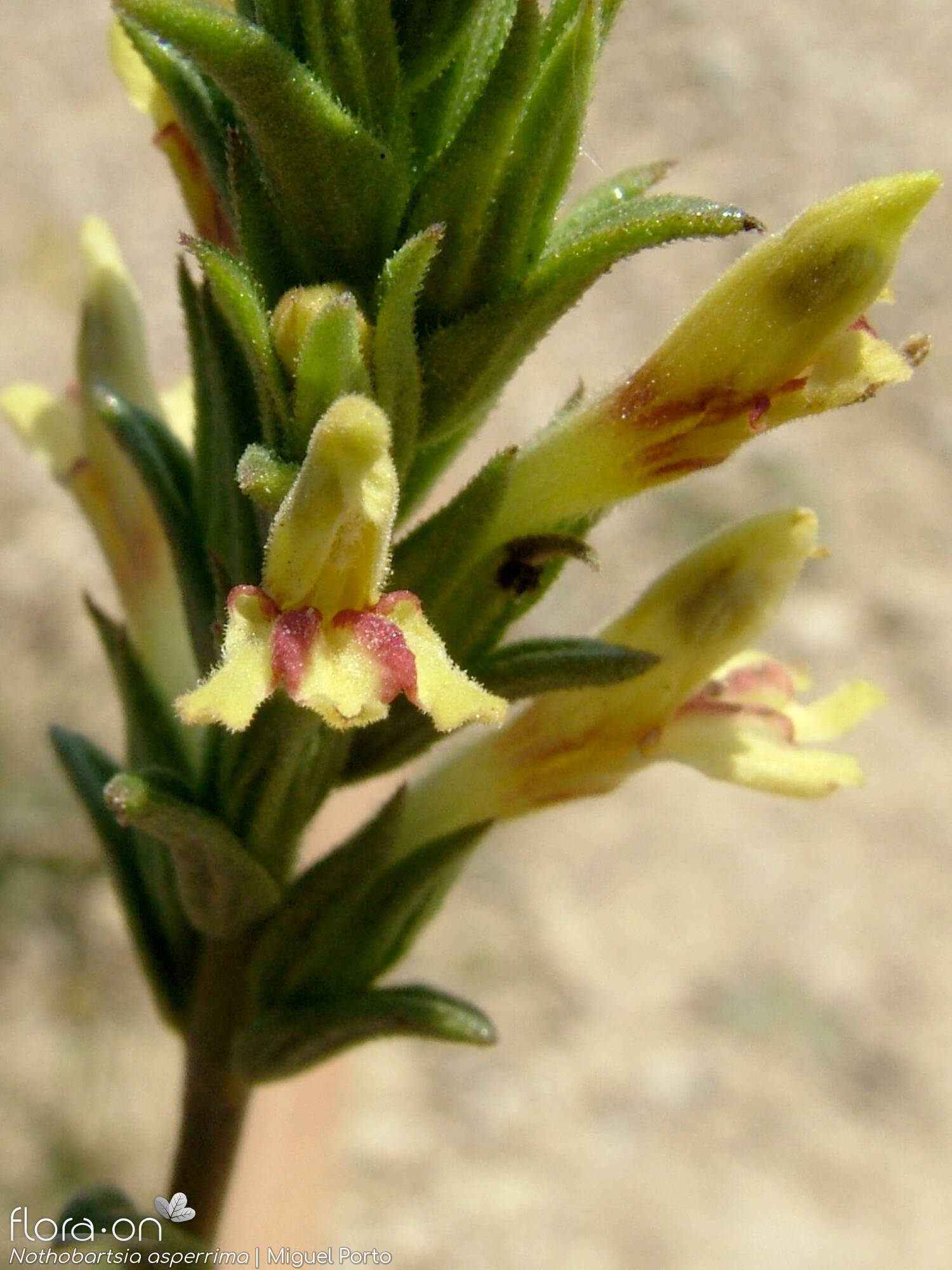 Nothobartsia asperrima - Flor (close-up) | Miguel Porto; CC BY-NC 4.0