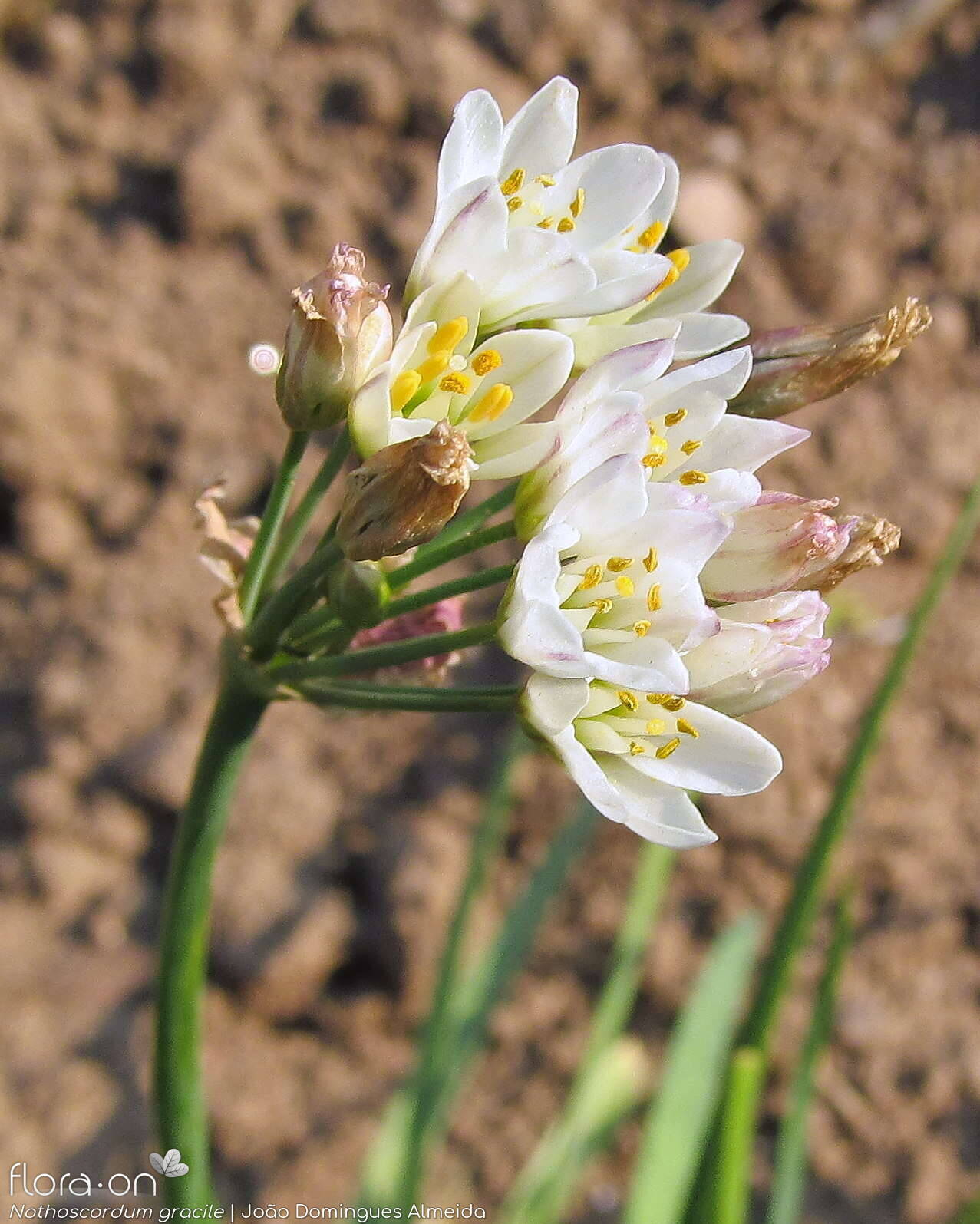 Nothoscordum gracile - Flor (geral) | João Domingues Almeida; CC BY-NC 4.0