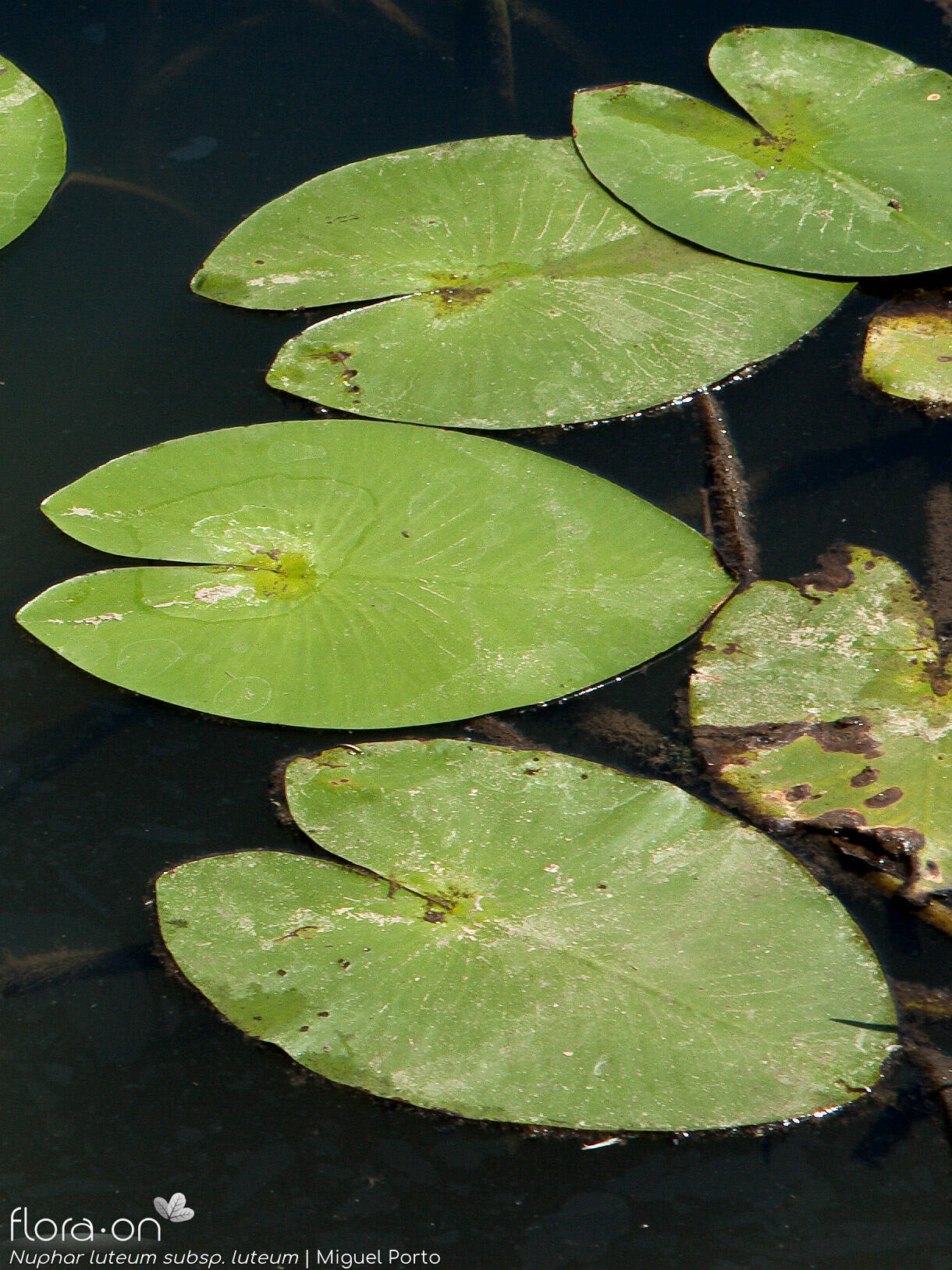 Nuphar luteum luteum - Folha | Miguel Porto; CC BY-NC 4.0