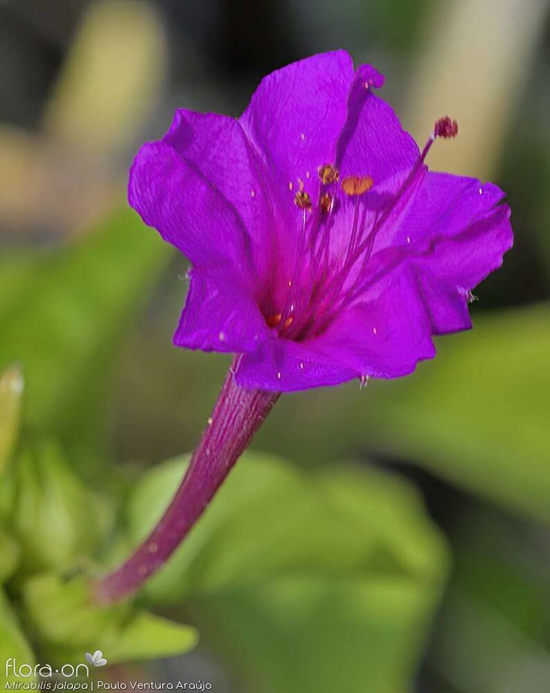 Nyctaginaceae