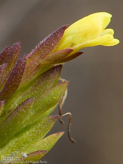 Odontitella virgata - Flor (close-up) | Miguel Porto; CC BY-NC 4.0