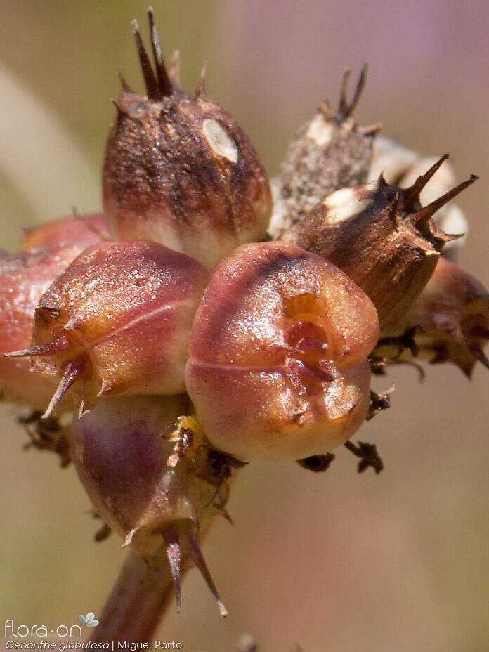 Oenanthe globulosa - Fruto | Miguel Porto; CC BY-NC 4.0