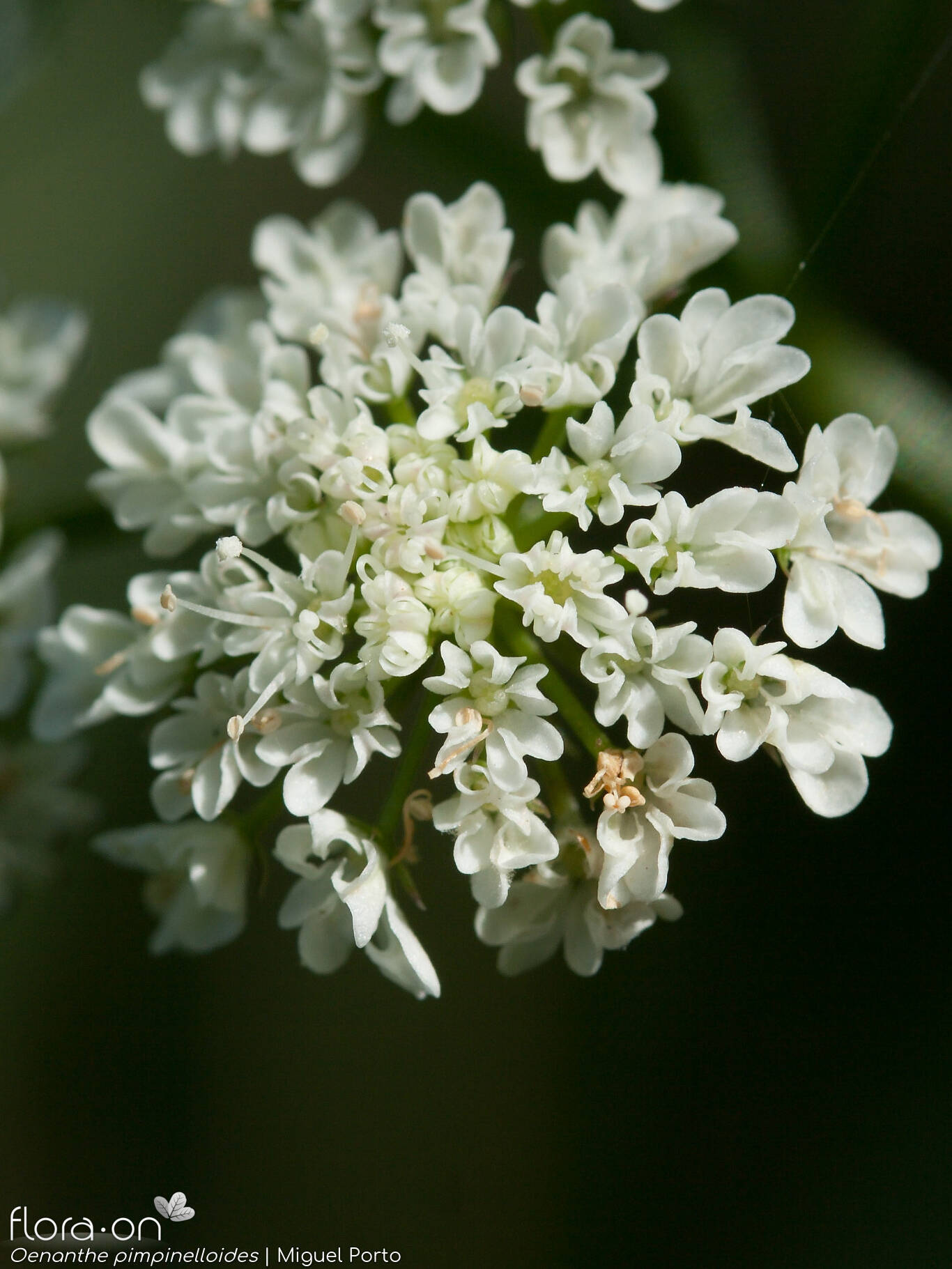 Oenanthe pimpinelloides - Flor (close-up) | Miguel Porto; CC BY-NC 4.0