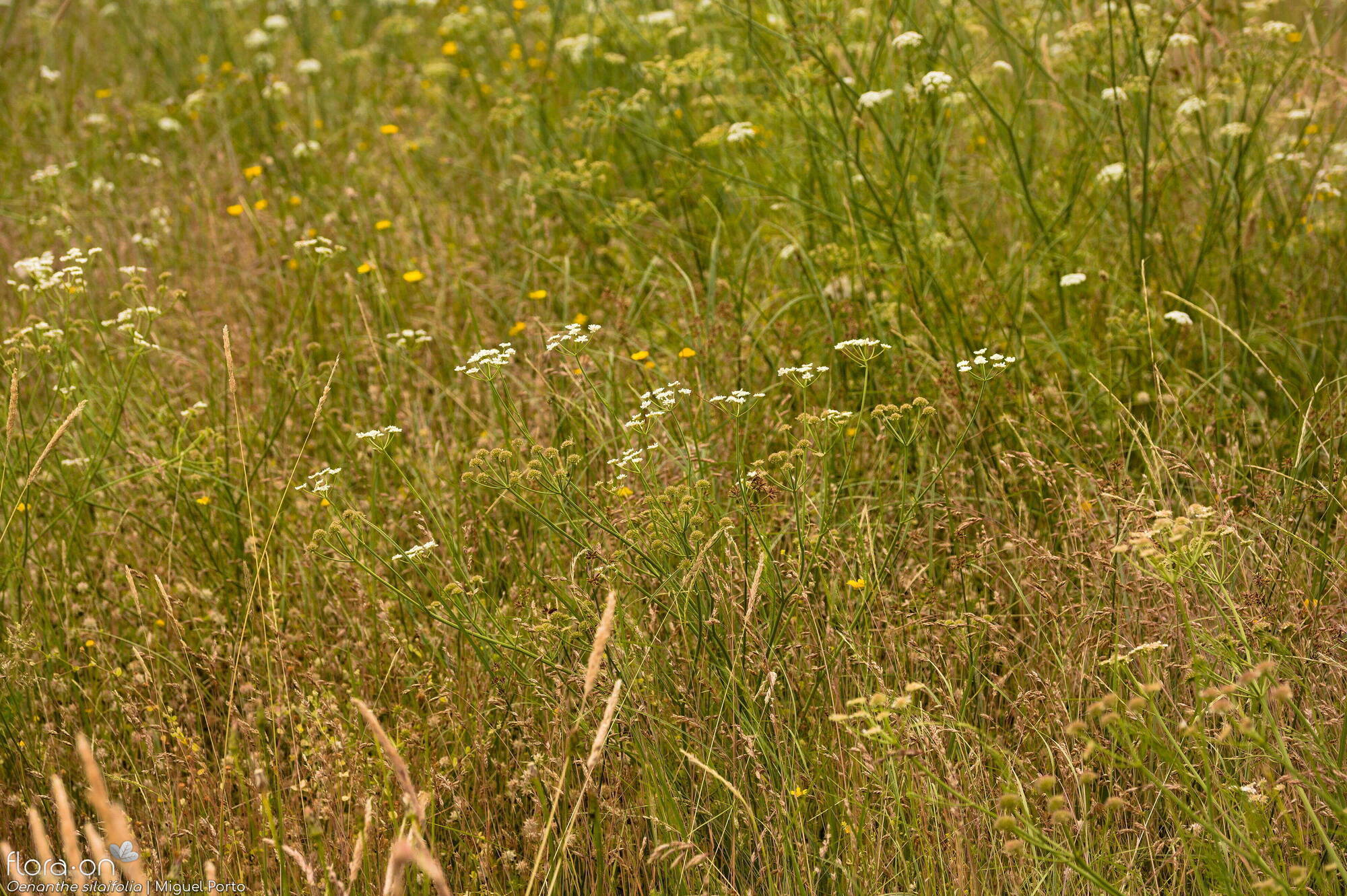 Oenanthe silaifolia - Hábito | Miguel Porto; CC BY-NC 4.0