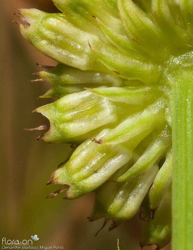 Oenanthe silaifolia - Fruto | Miguel Porto; CC BY-NC 4.0