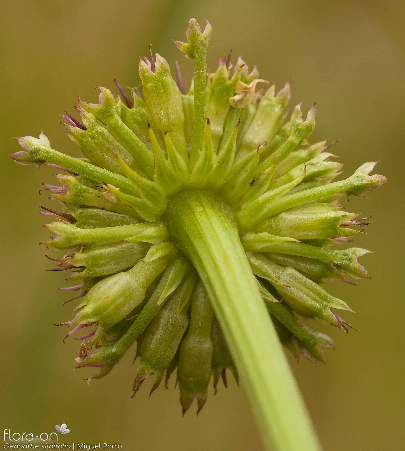 Oenanthe silaifolia - Bráctea | Miguel Porto; CC BY-NC 4.0