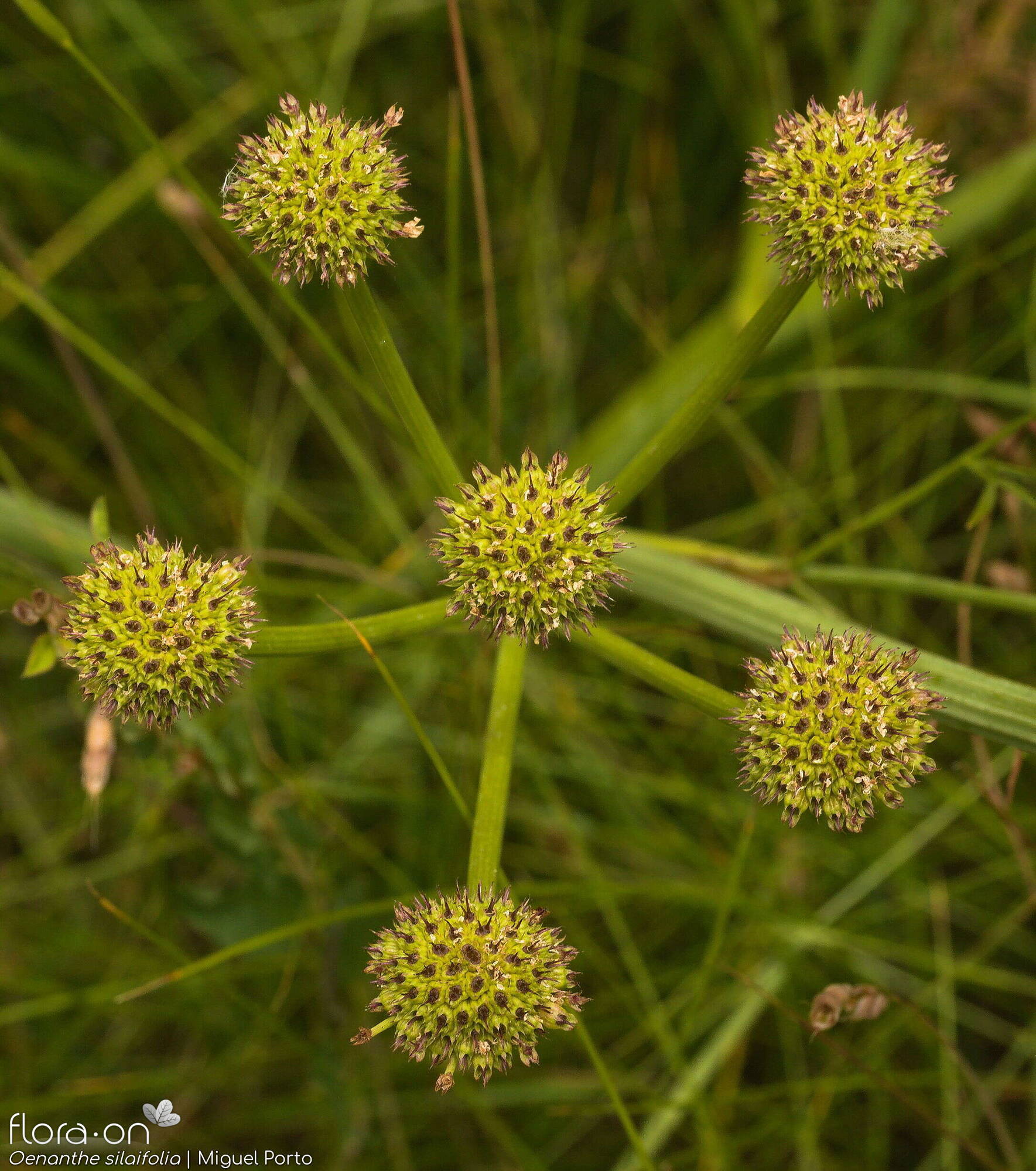 Oenanthe silaifolia - Flor (geral) | Miguel Porto; CC BY-NC 4.0