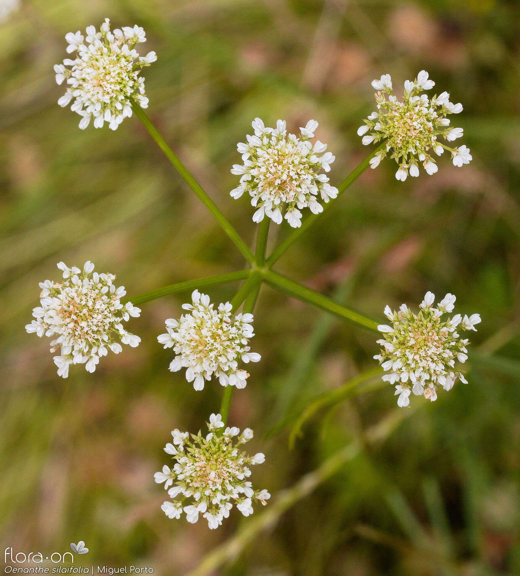 Oenanthe silaifolia - Flor (geral) | Miguel Porto; CC BY-NC 4.0