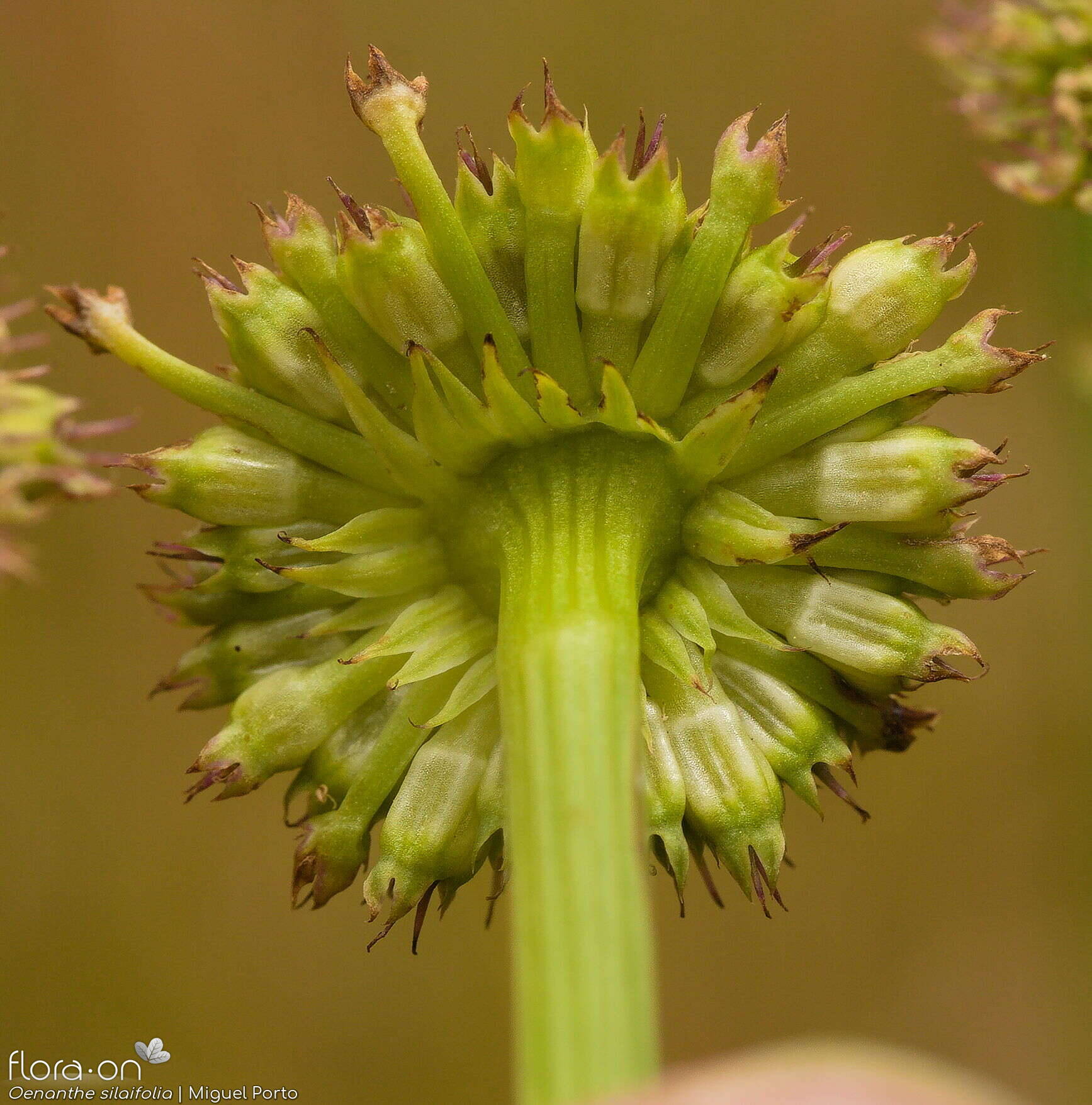 Oenanthe silaifolia - Bráctea | Miguel Porto; CC BY-NC 4.0
