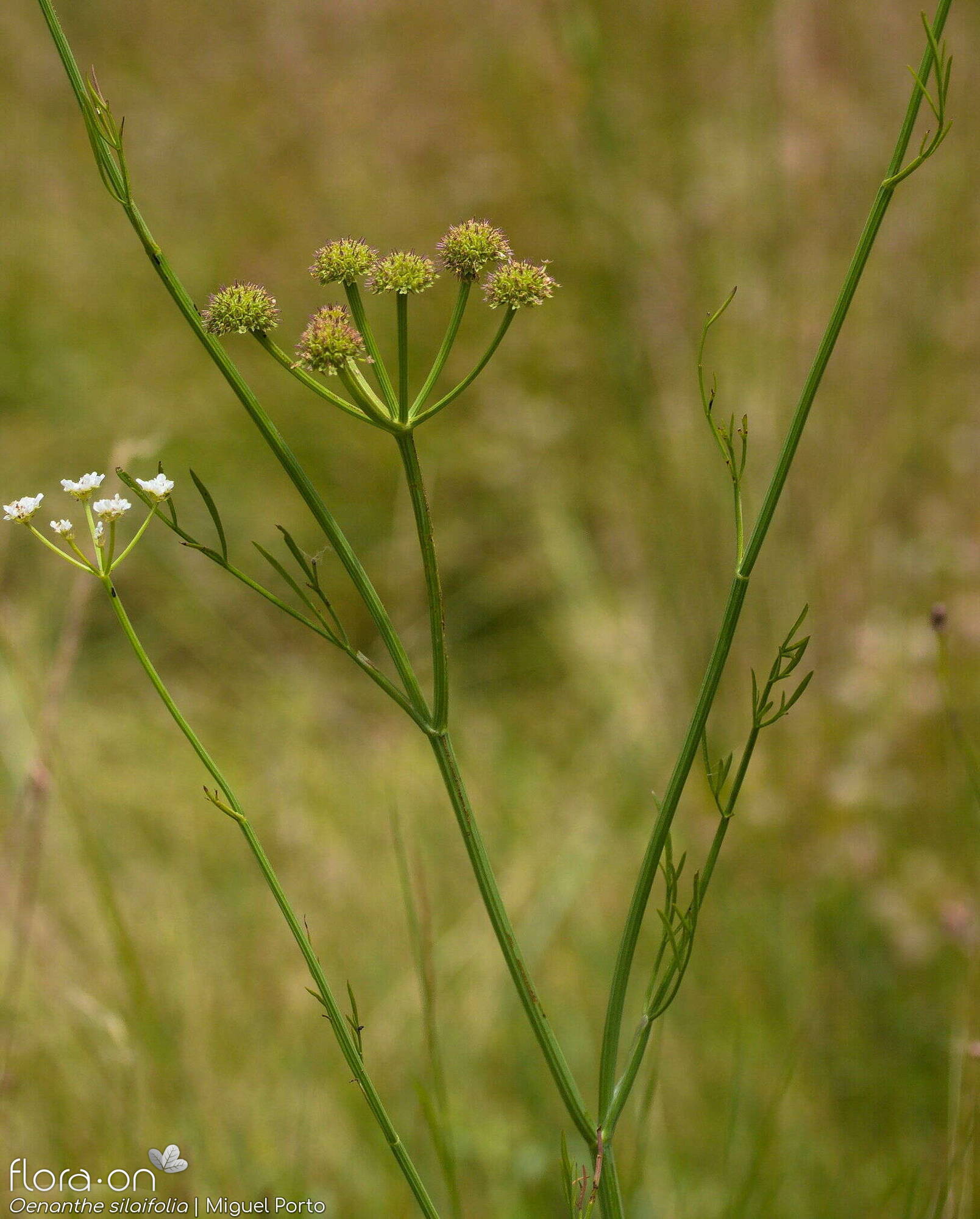 Oenanthe silaifolia - Folha (geral) | Miguel Porto; CC BY-NC 4.0