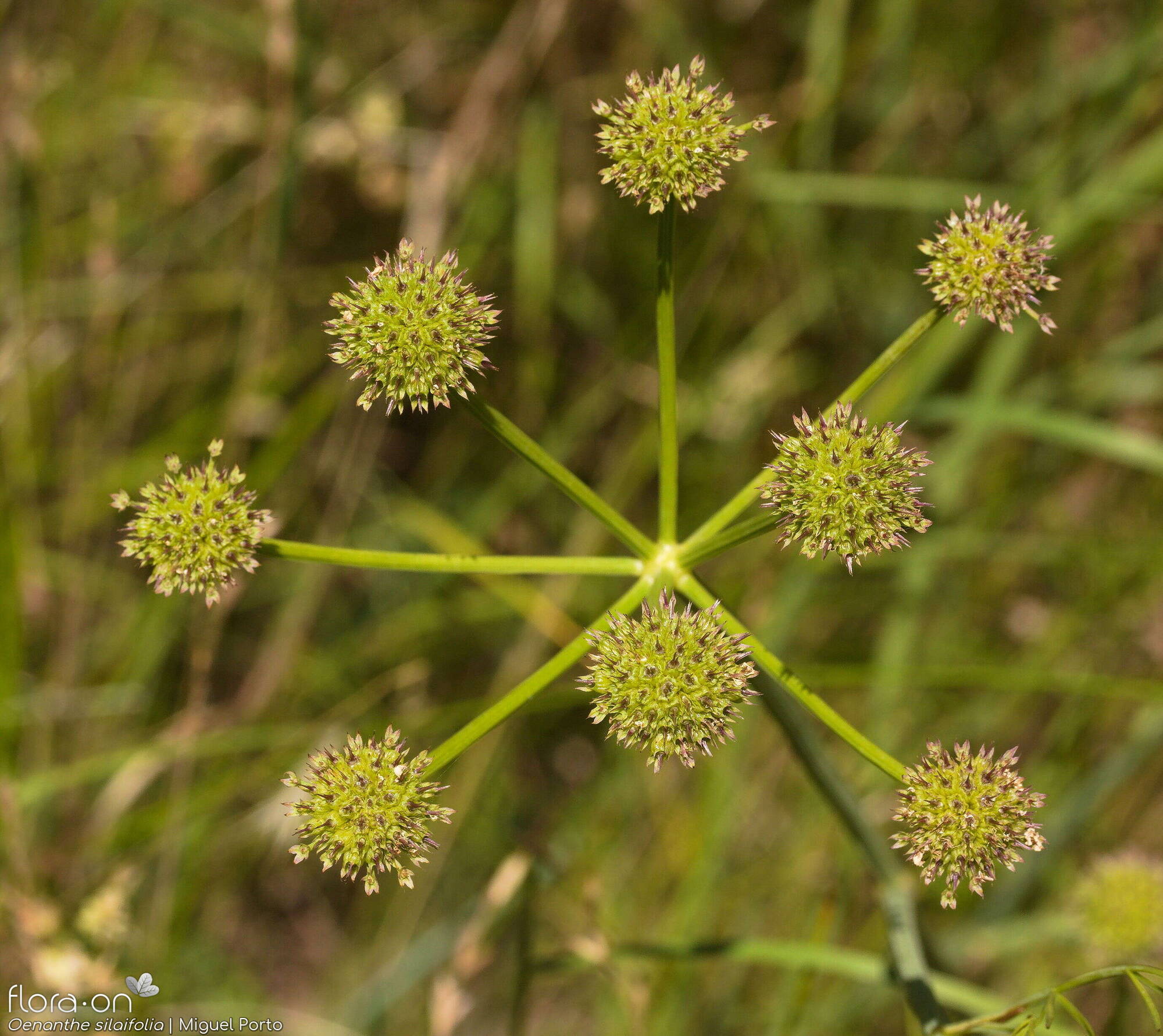 Oenanthe silaifolia - Flor (geral) | Miguel Porto; CC BY-NC 4.0