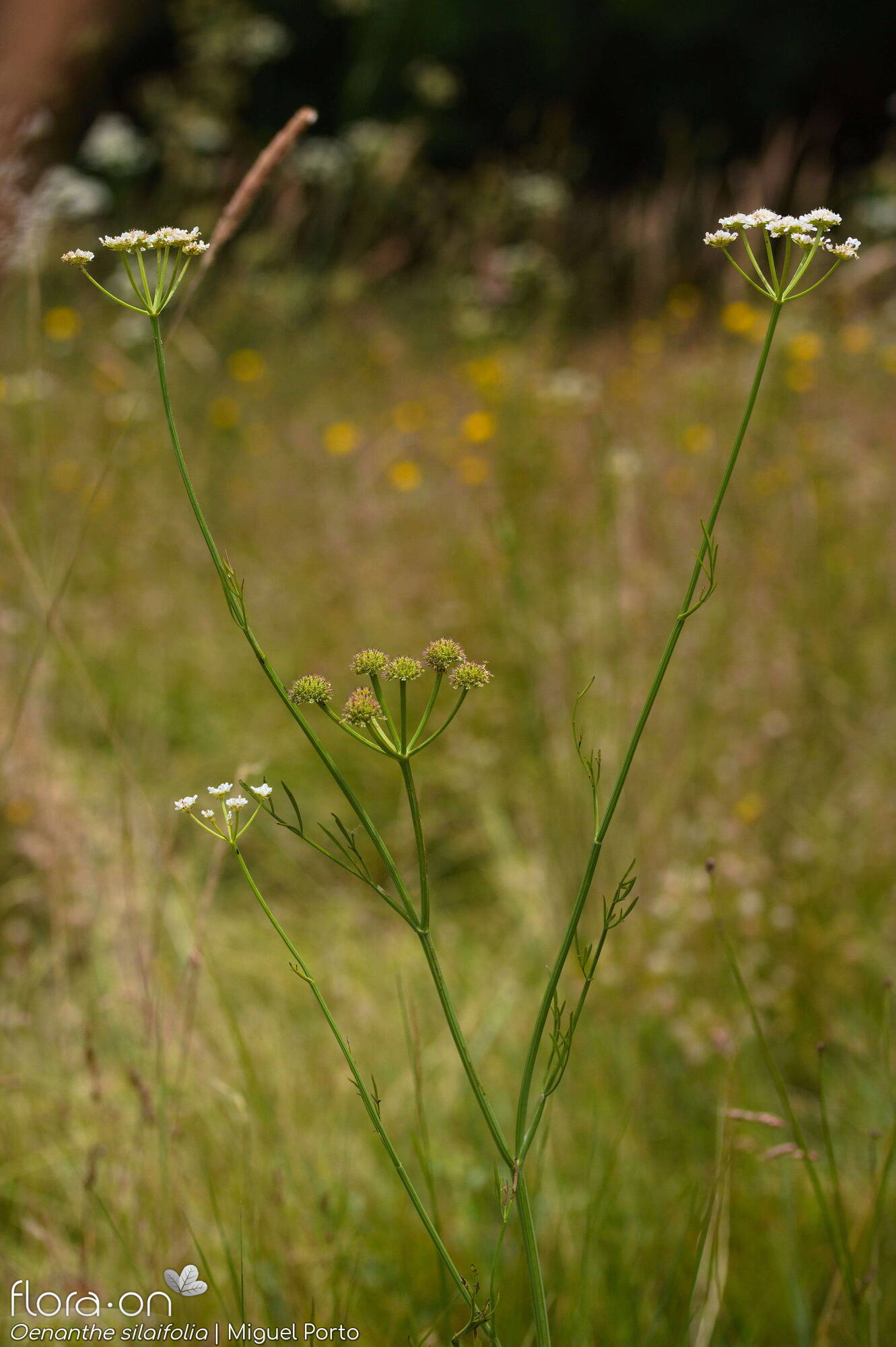 Oenanthe silaifolia - Hábito | Miguel Porto; CC BY-NC 4.0