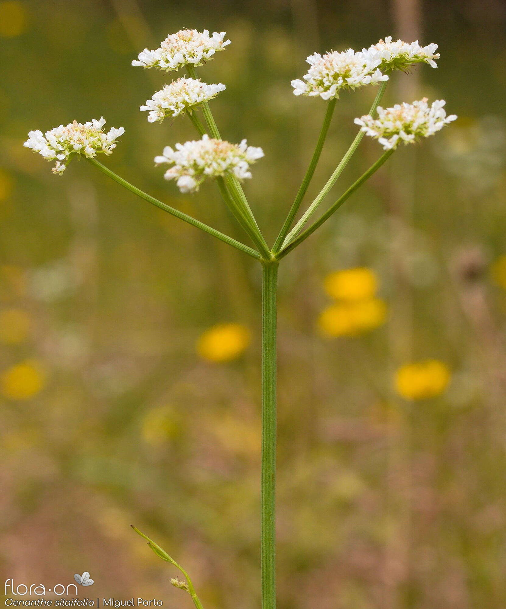 Oenanthe silaifolia - Flor (geral) | Miguel Porto; CC BY-NC 4.0