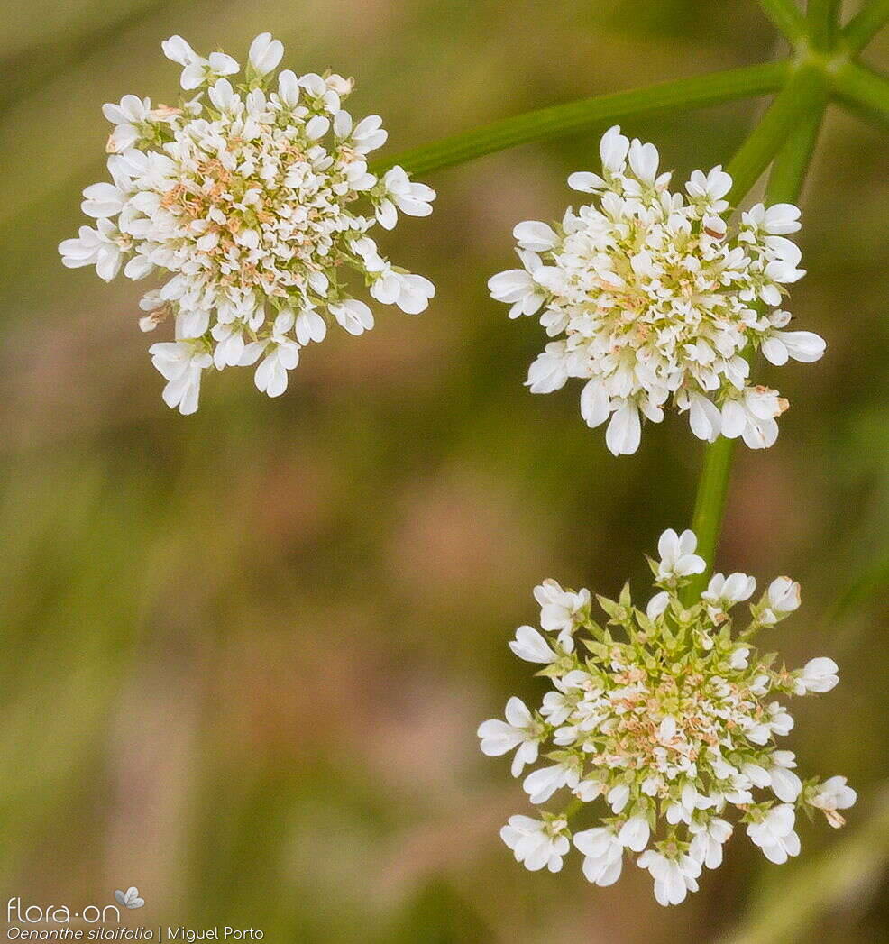 Oenanthe silaifolia - Flor (close-up) | Miguel Porto; CC BY-NC 4.0