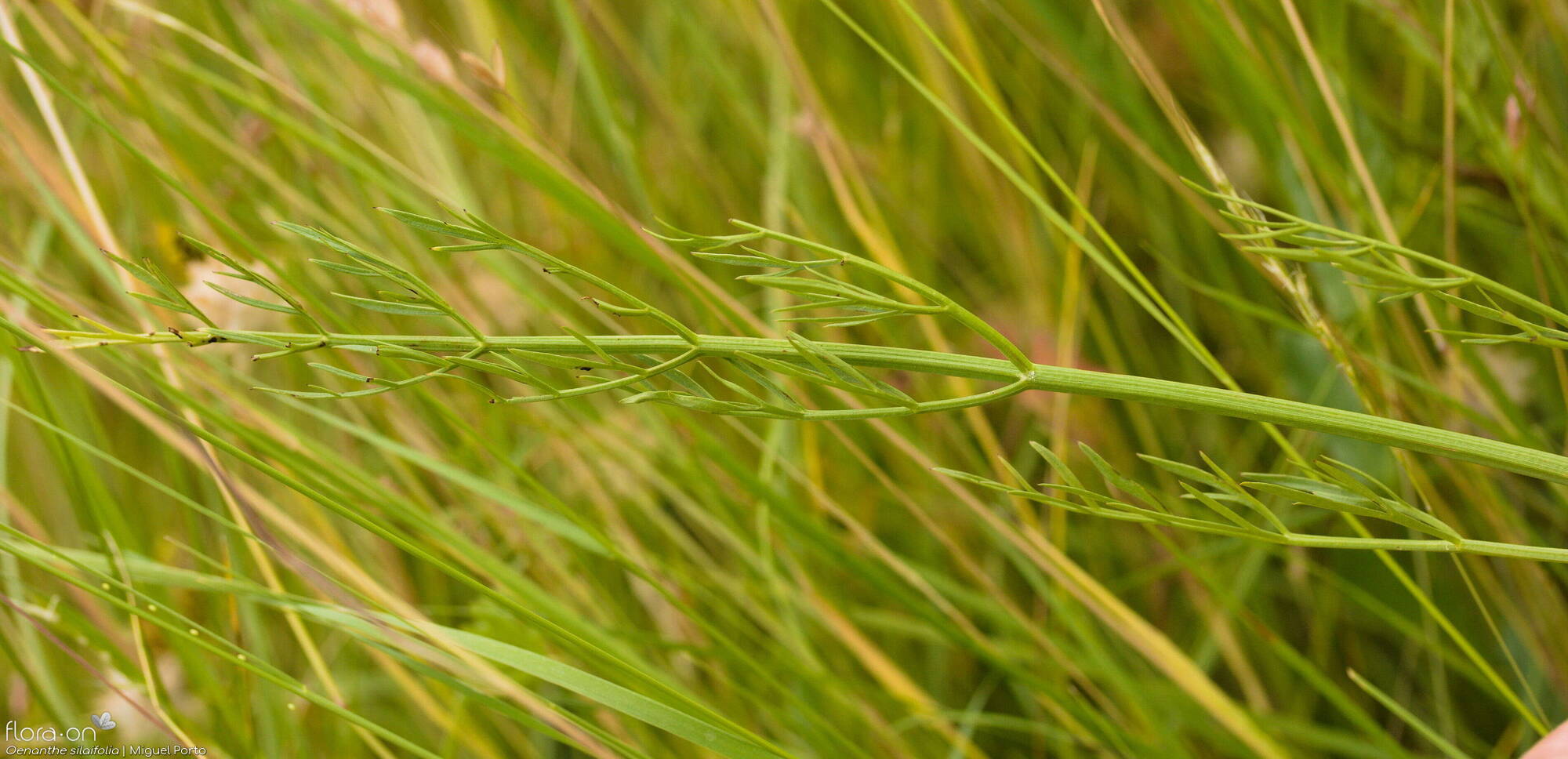 Oenanthe silaifolia - Folha | Miguel Porto; CC BY-NC 4.0